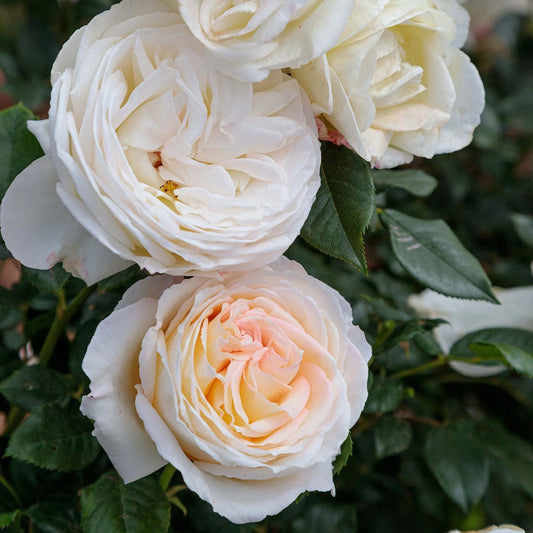 Top Cream™ Hybrid T Rose