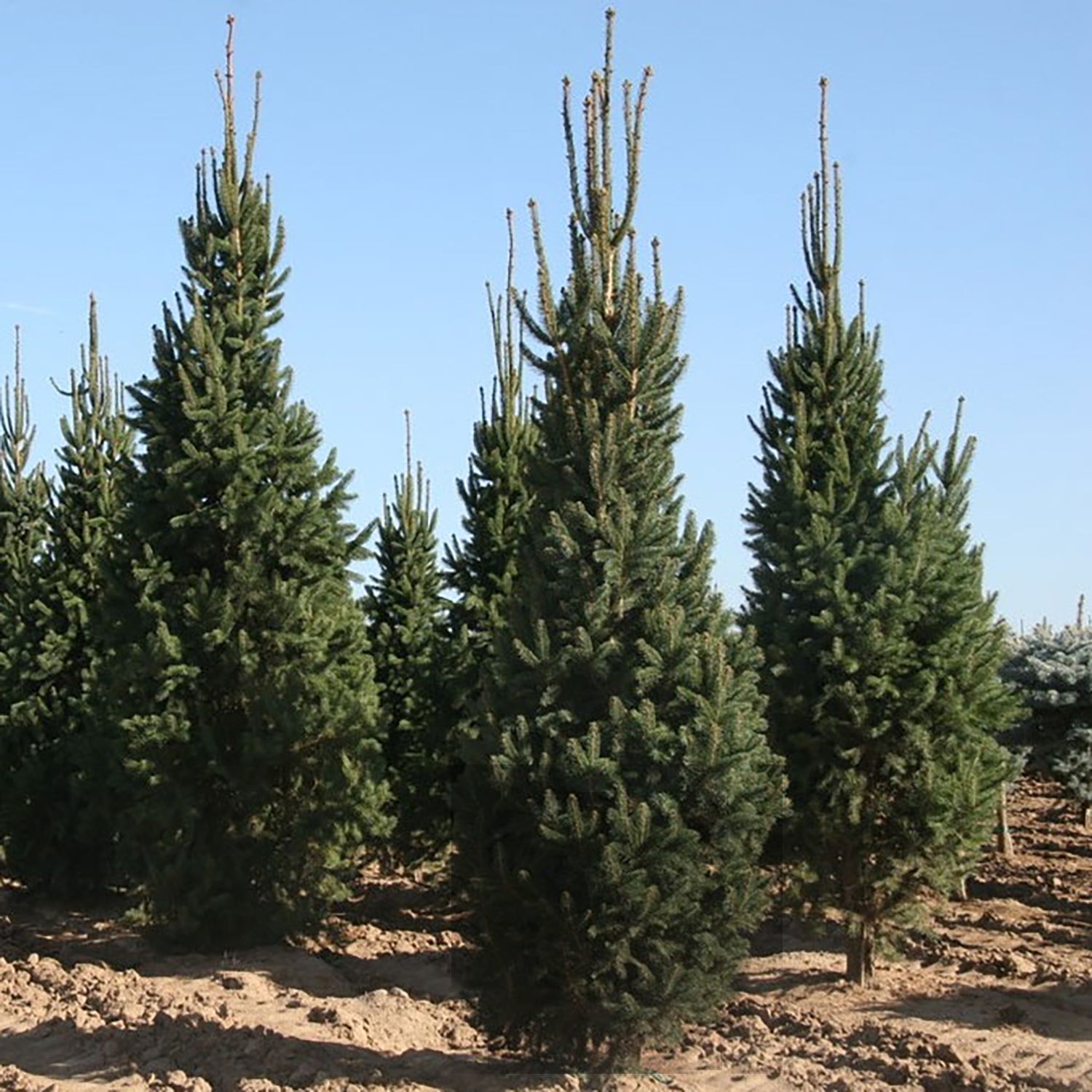 Cupressina Norway Spruce