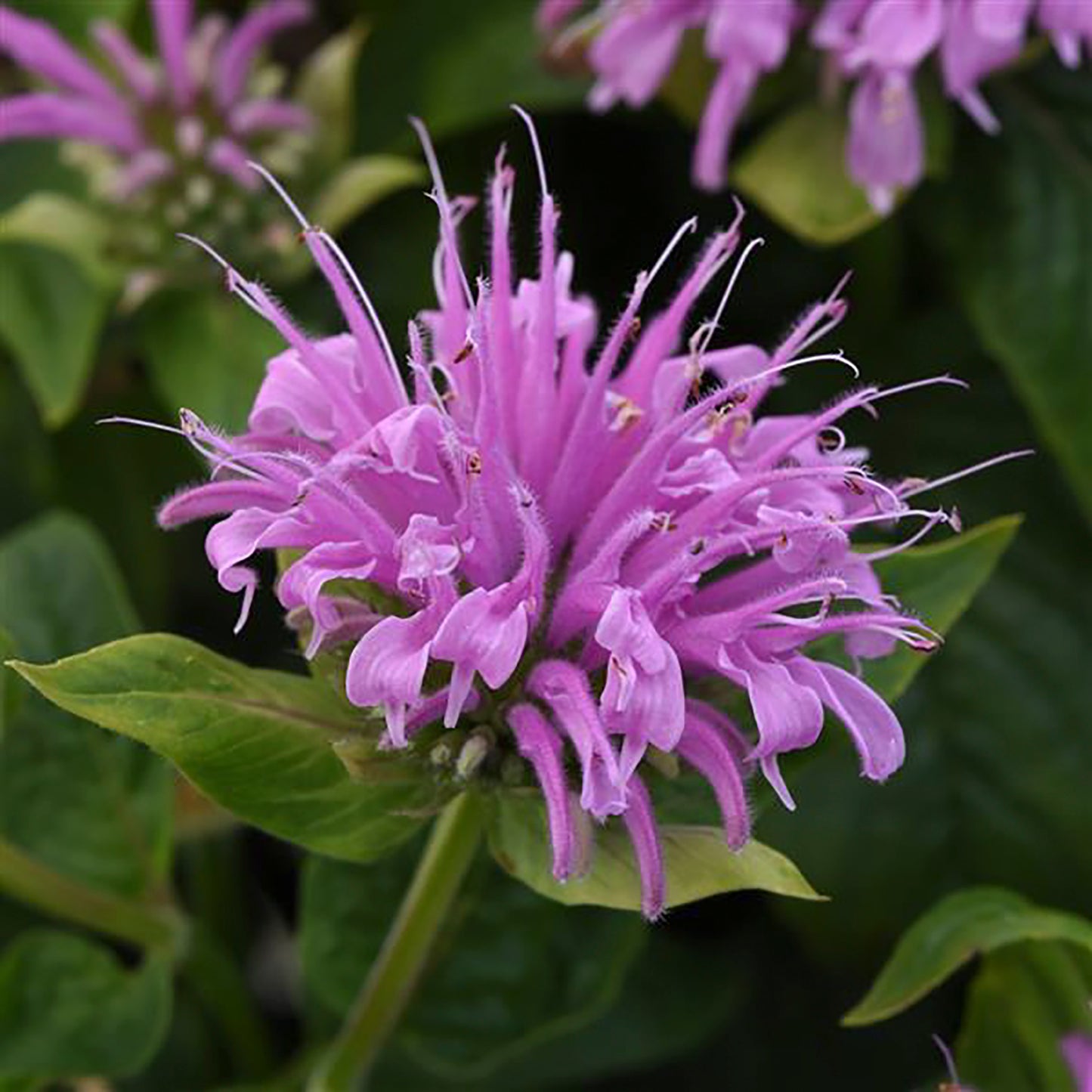 Lavender Bee Balm