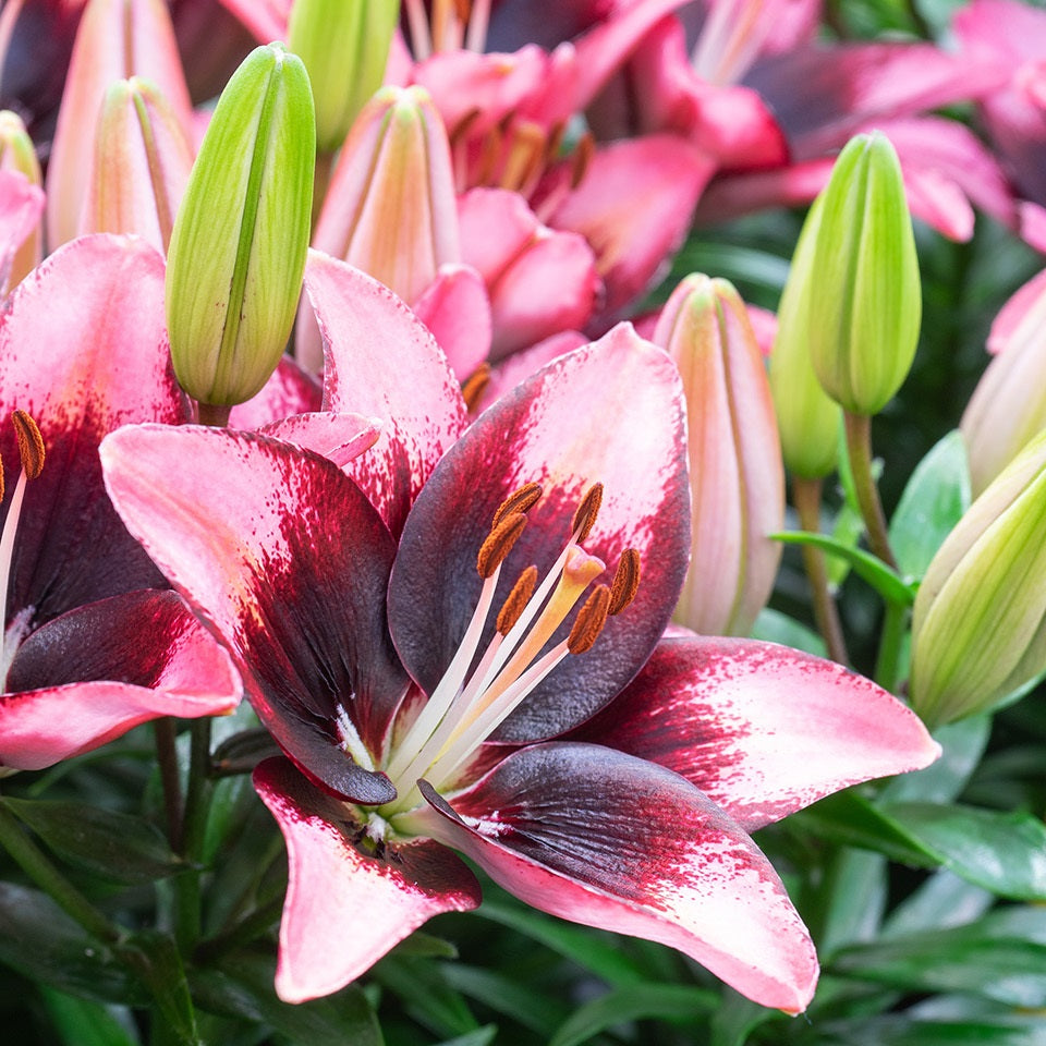 Trendy Santiago Asiatic Lily