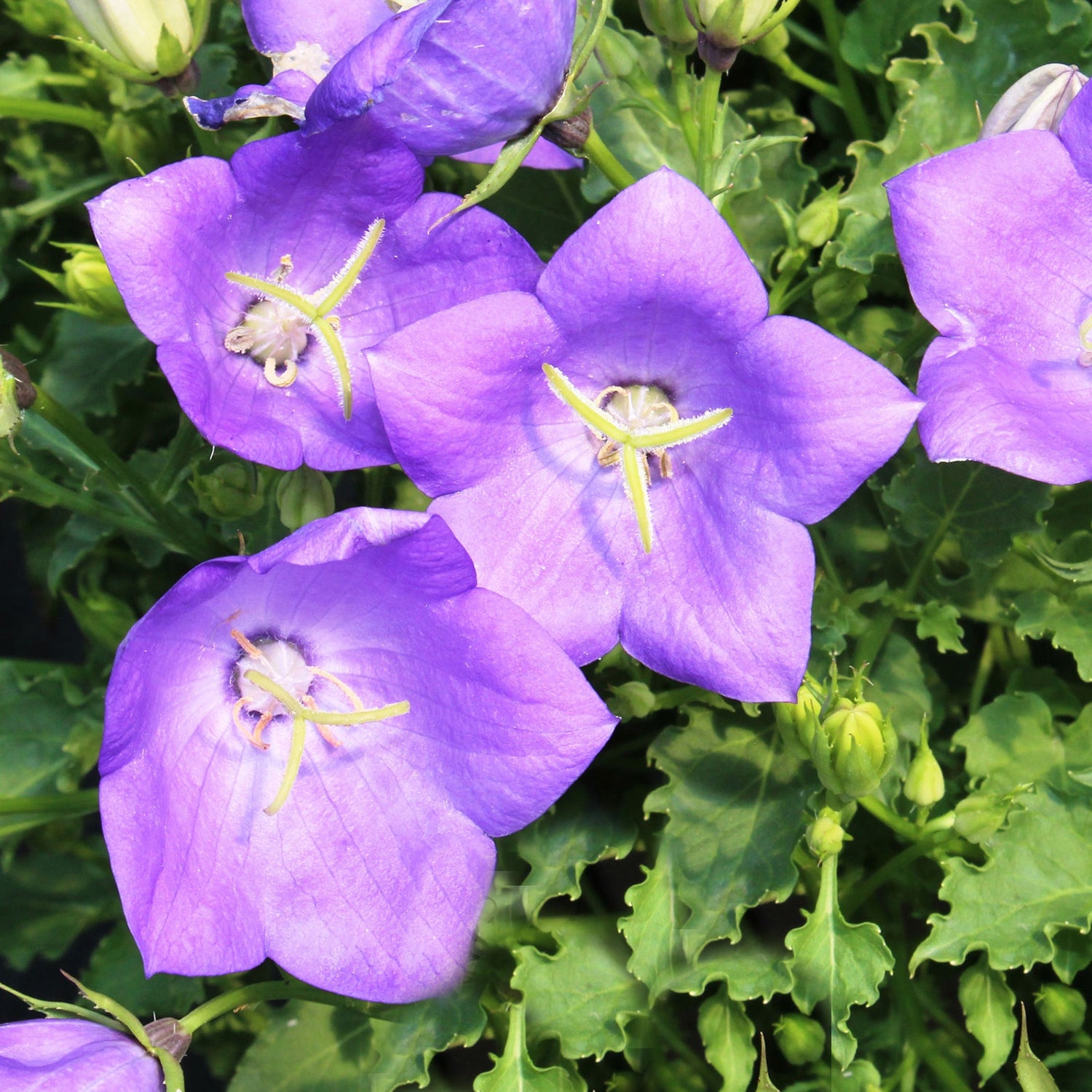 Carpathian Bellflower