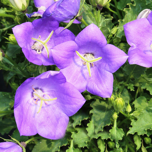 Carpathian Bellflower