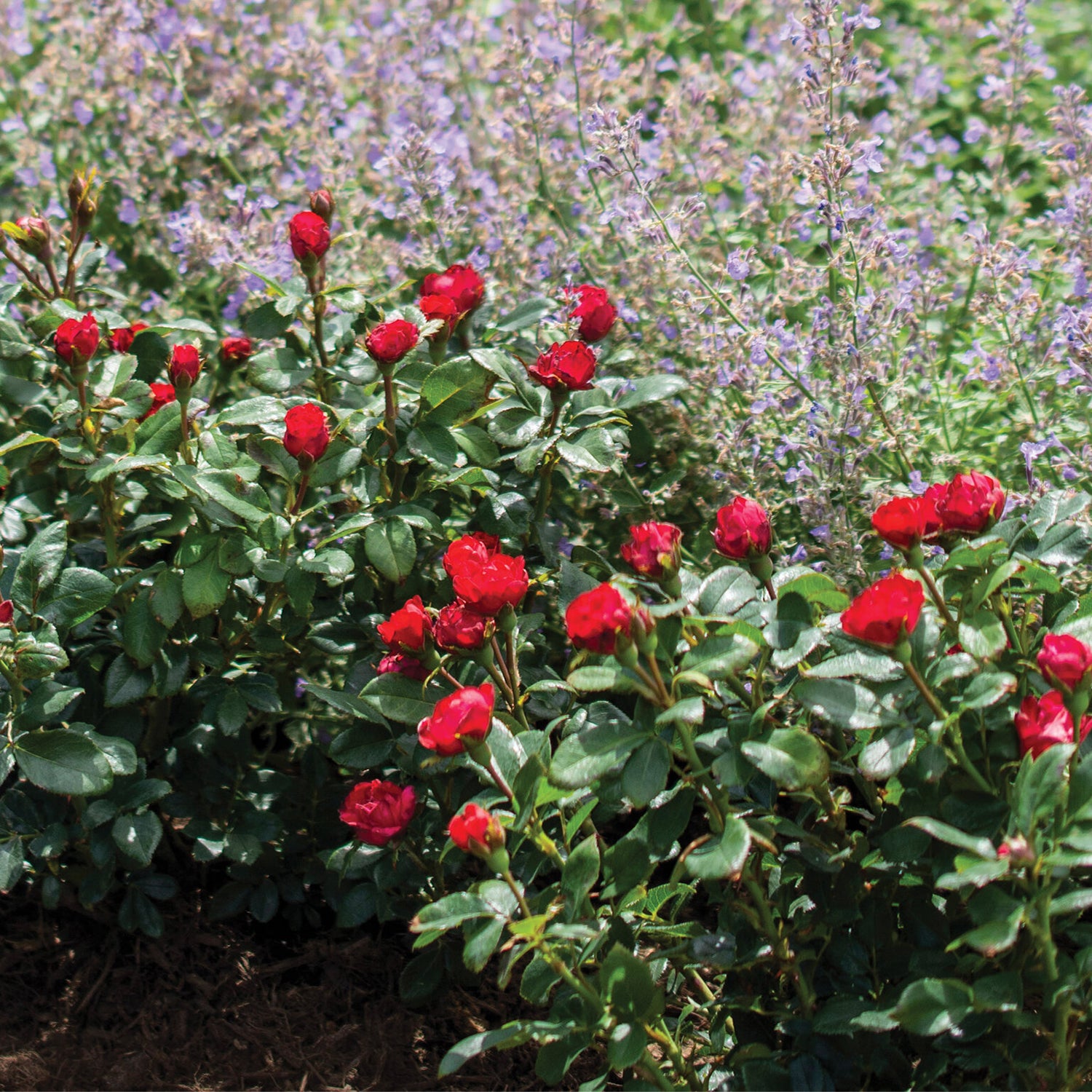 Petite Knock Out® Rose Tree