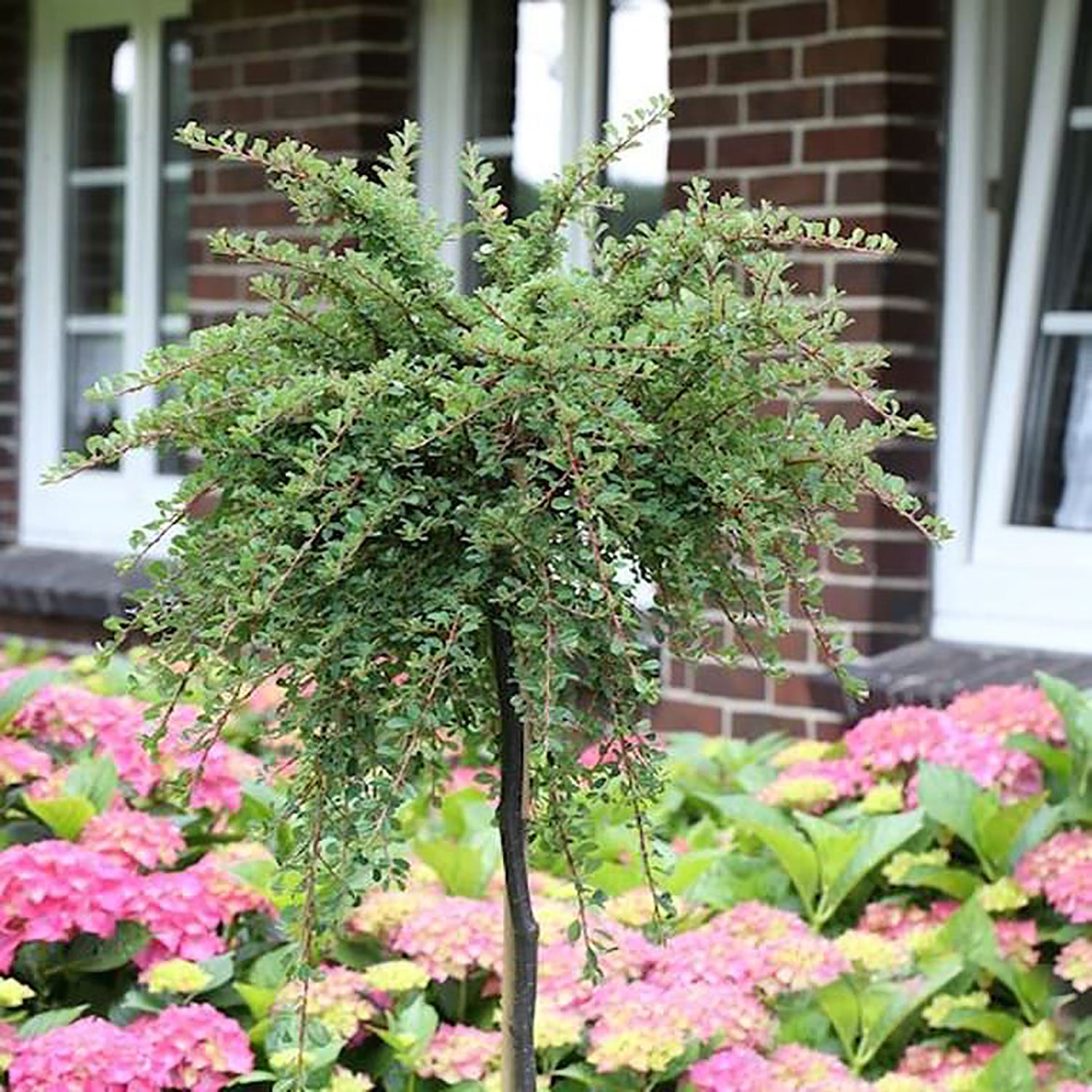 Coral Beauty Cotoneaster
