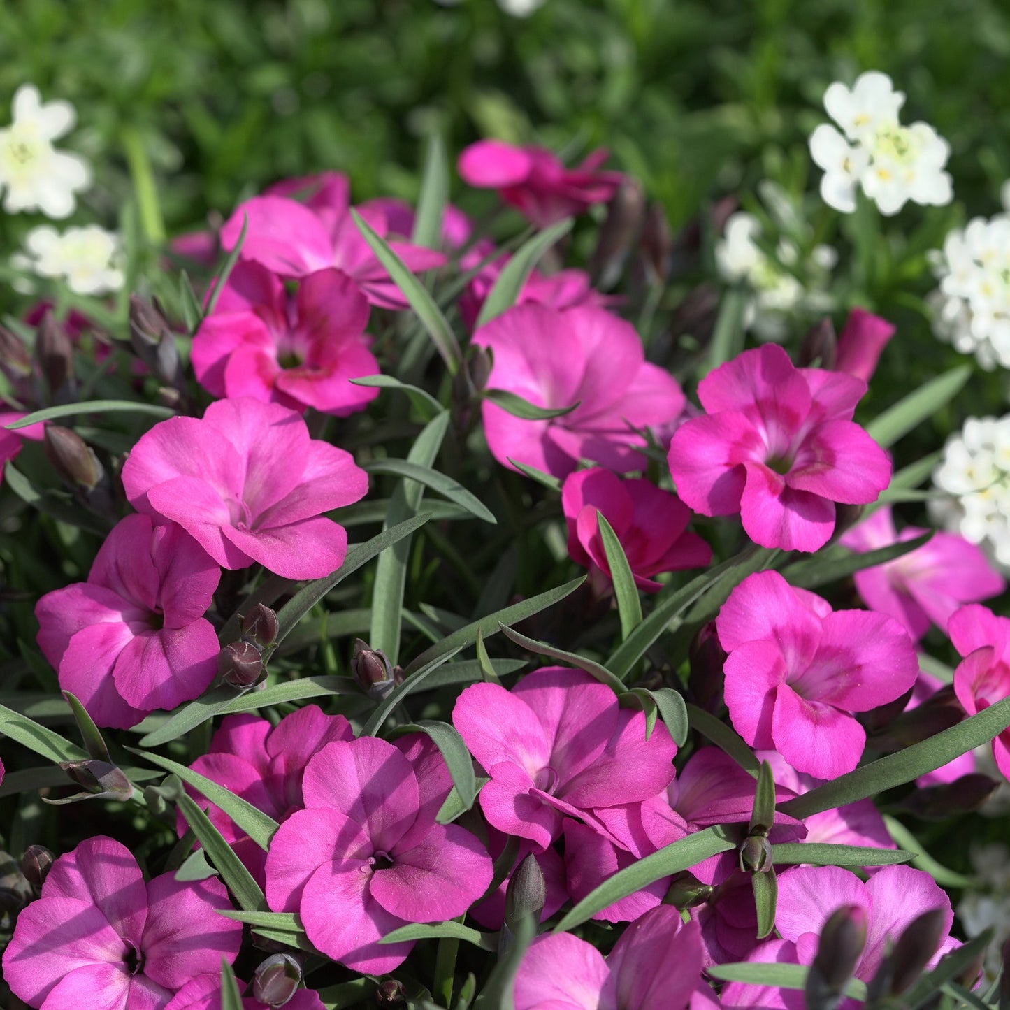 Neon Pink Pinks