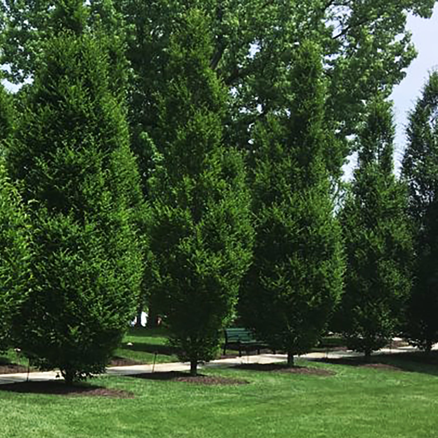 Pyramidal European Hornbeam