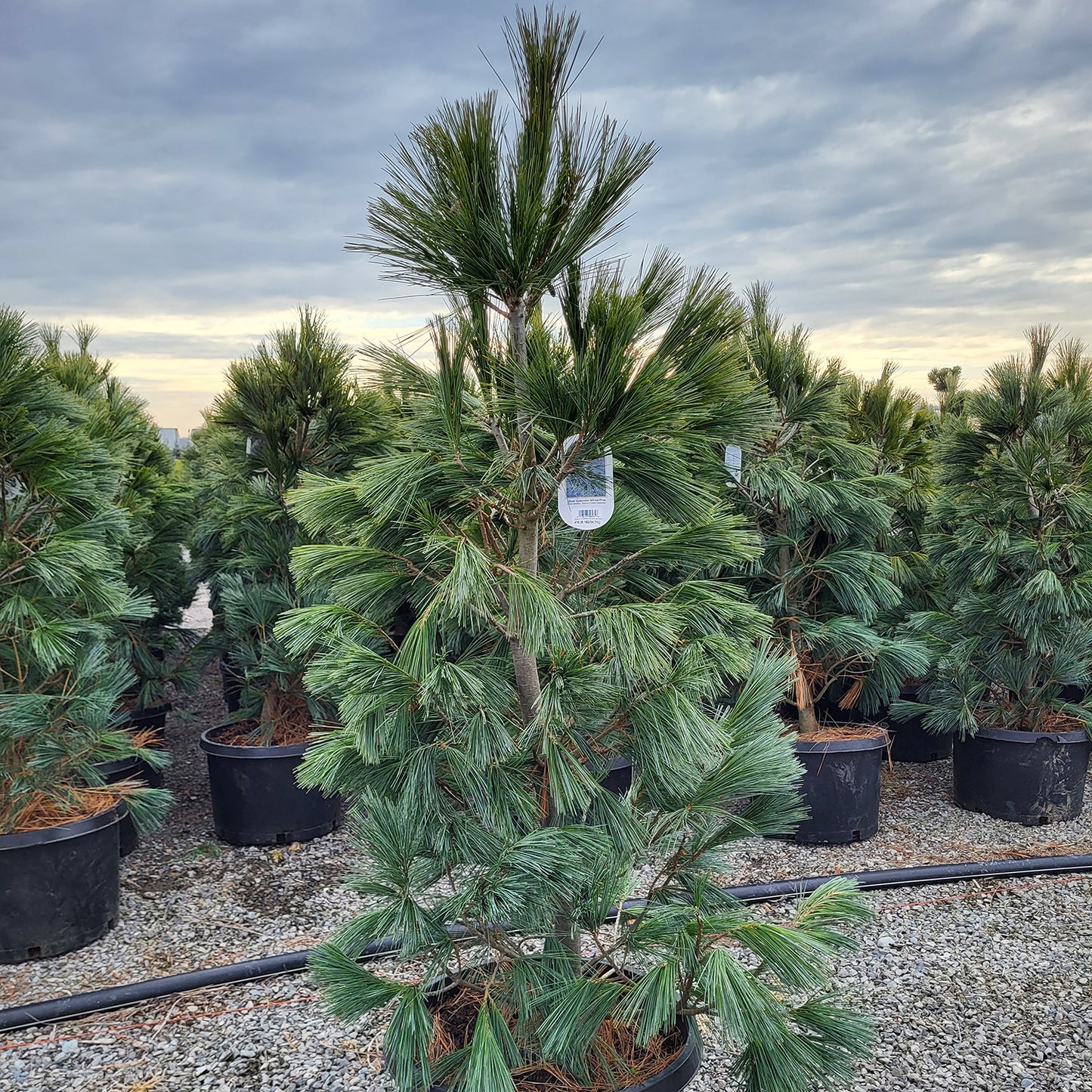 Silver Splendor White Pine