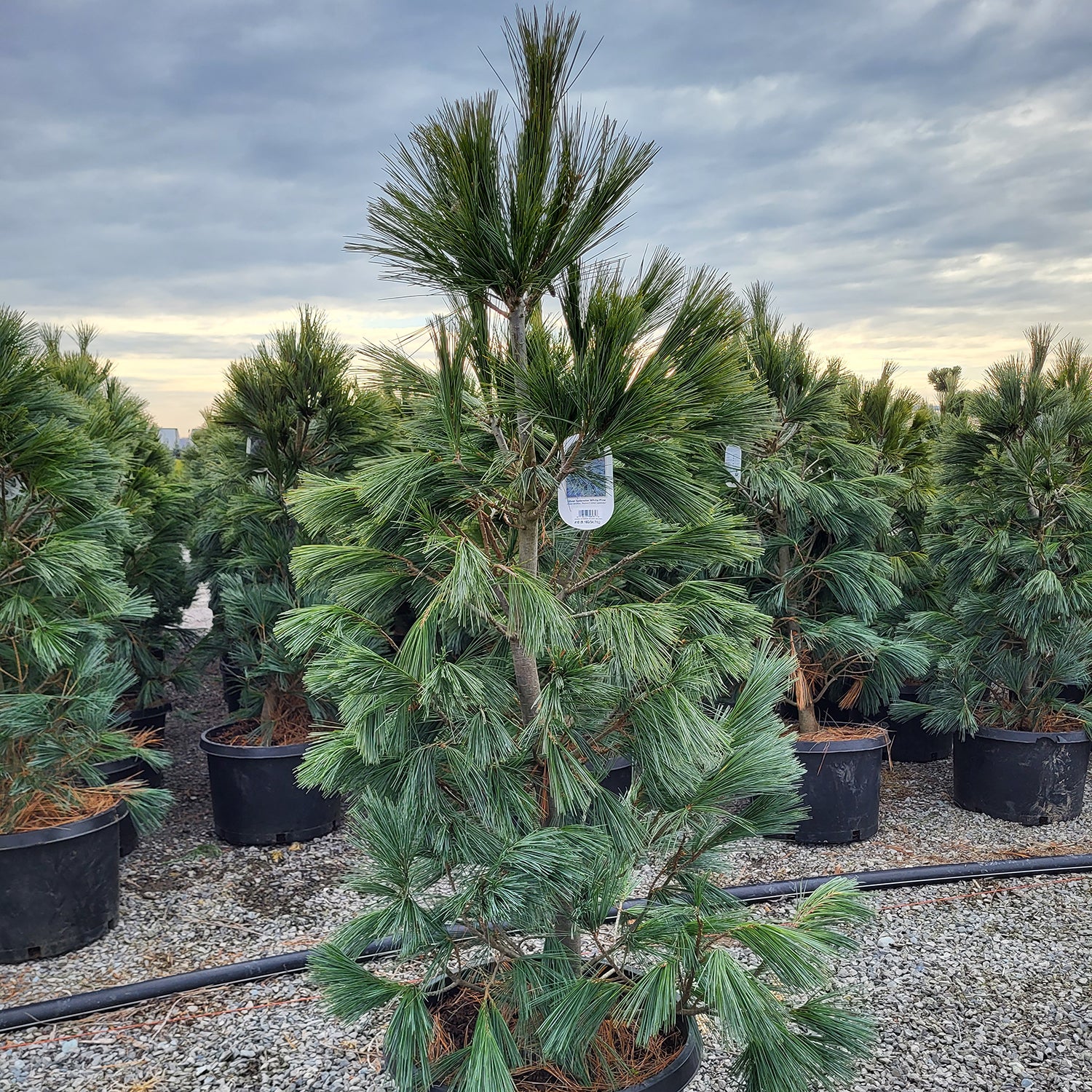 Silver Splendor White Pine