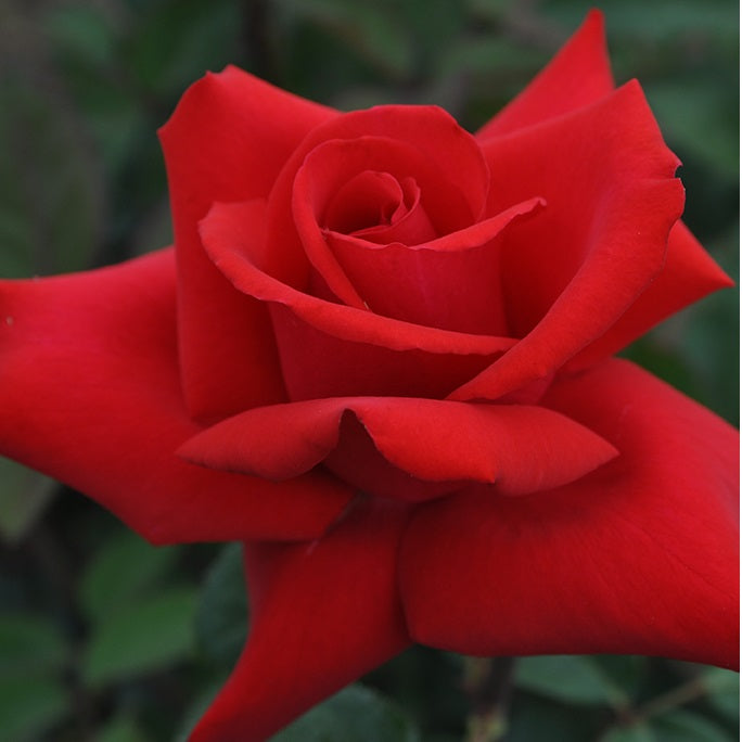 Grand Amore ™Hybrid T Rose