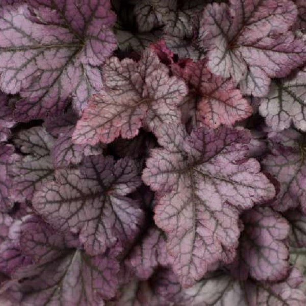 Purple Rain Forest Improved Coral Bells