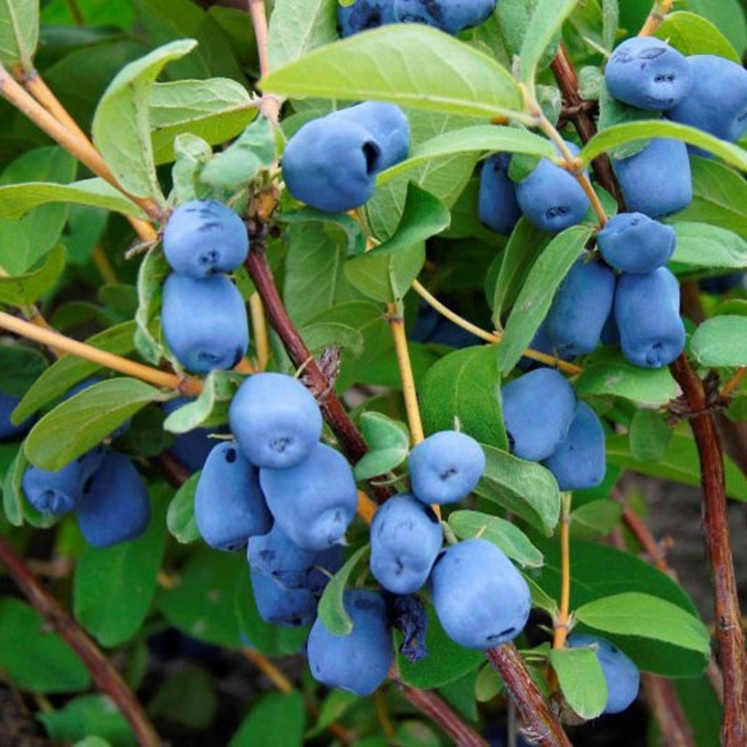 Indigo Yum Honeyberry