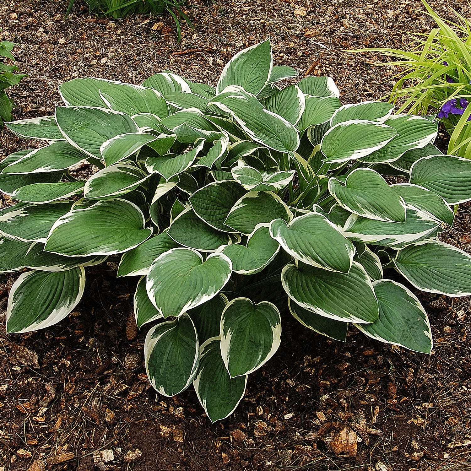 Francee Plantain Lily