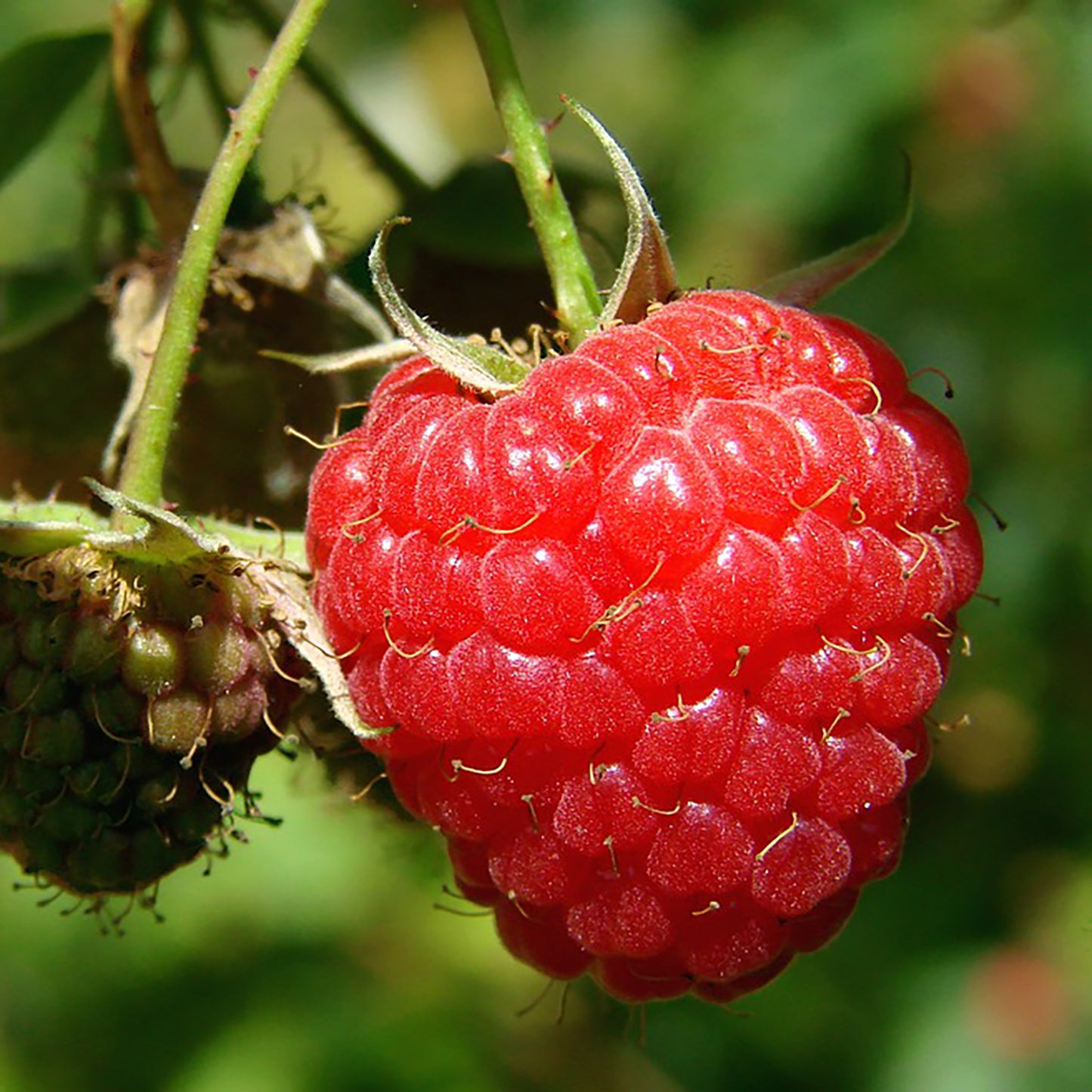 Encore Raspberry