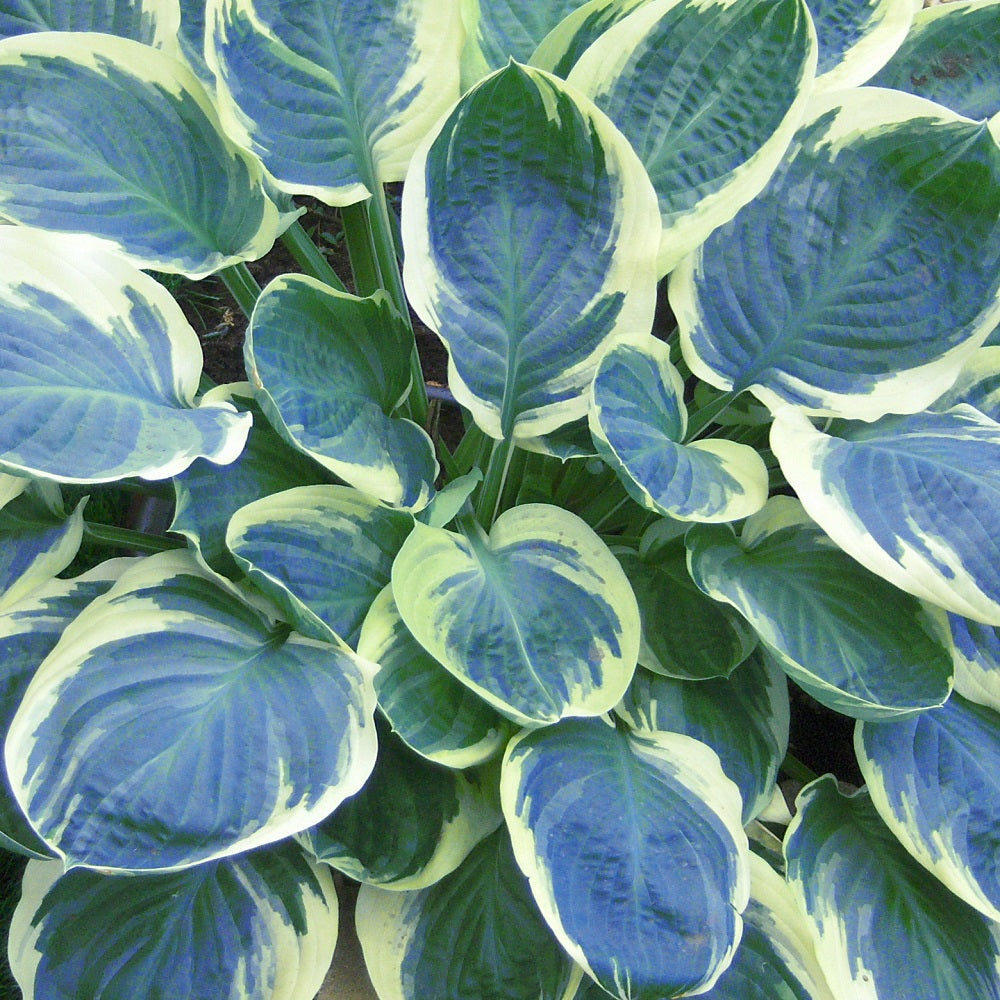 Orions Belt Plantain Lily