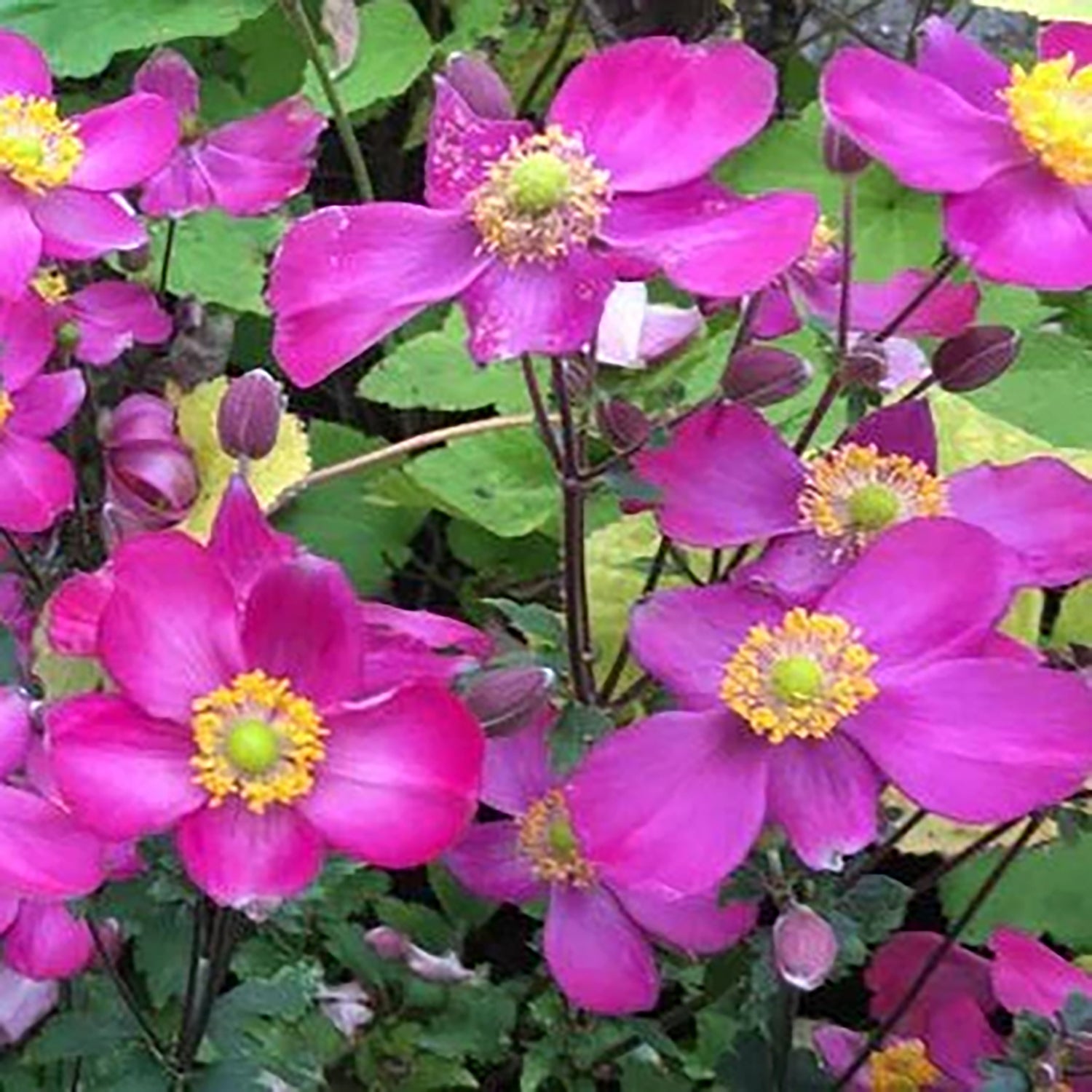 Red Riding Hood Anemone