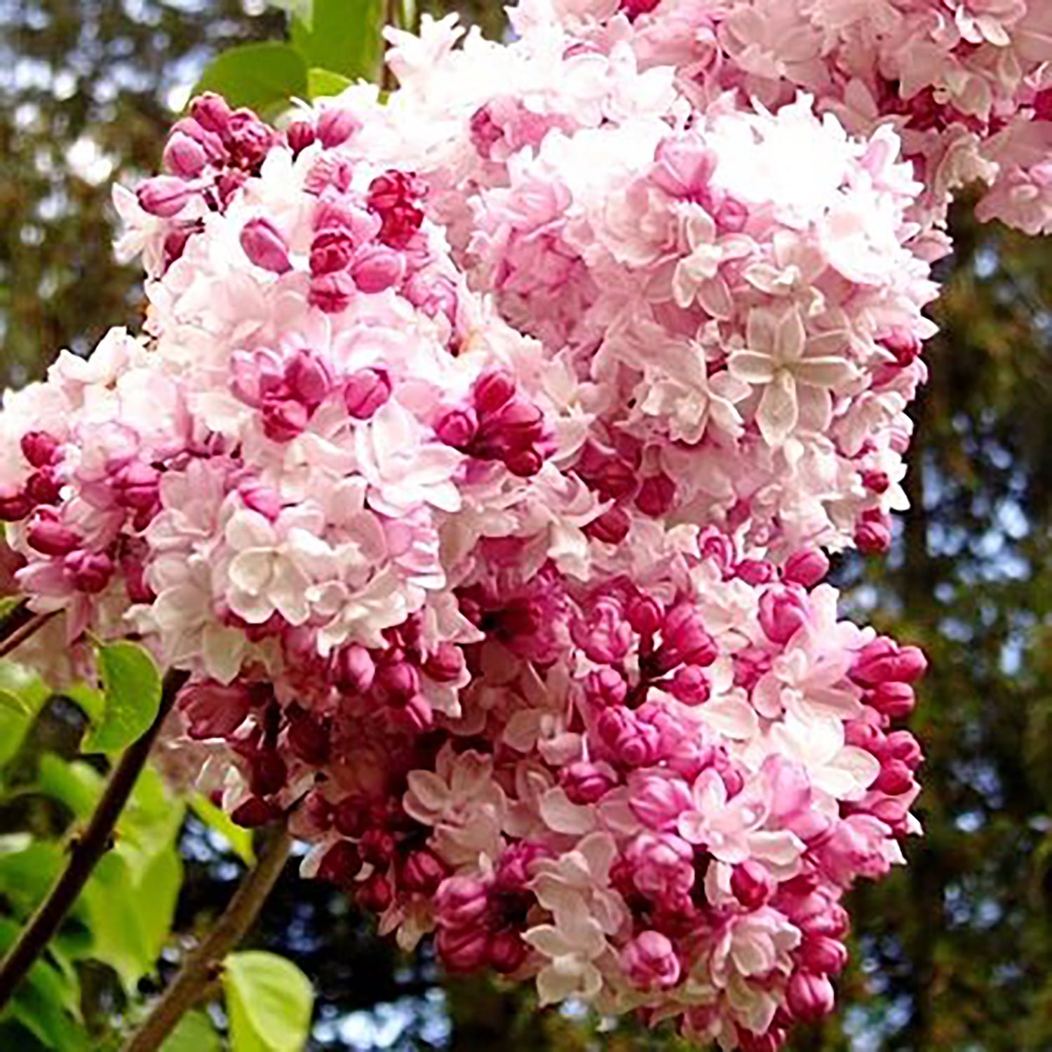 Sweetheart Hybrid Lilac