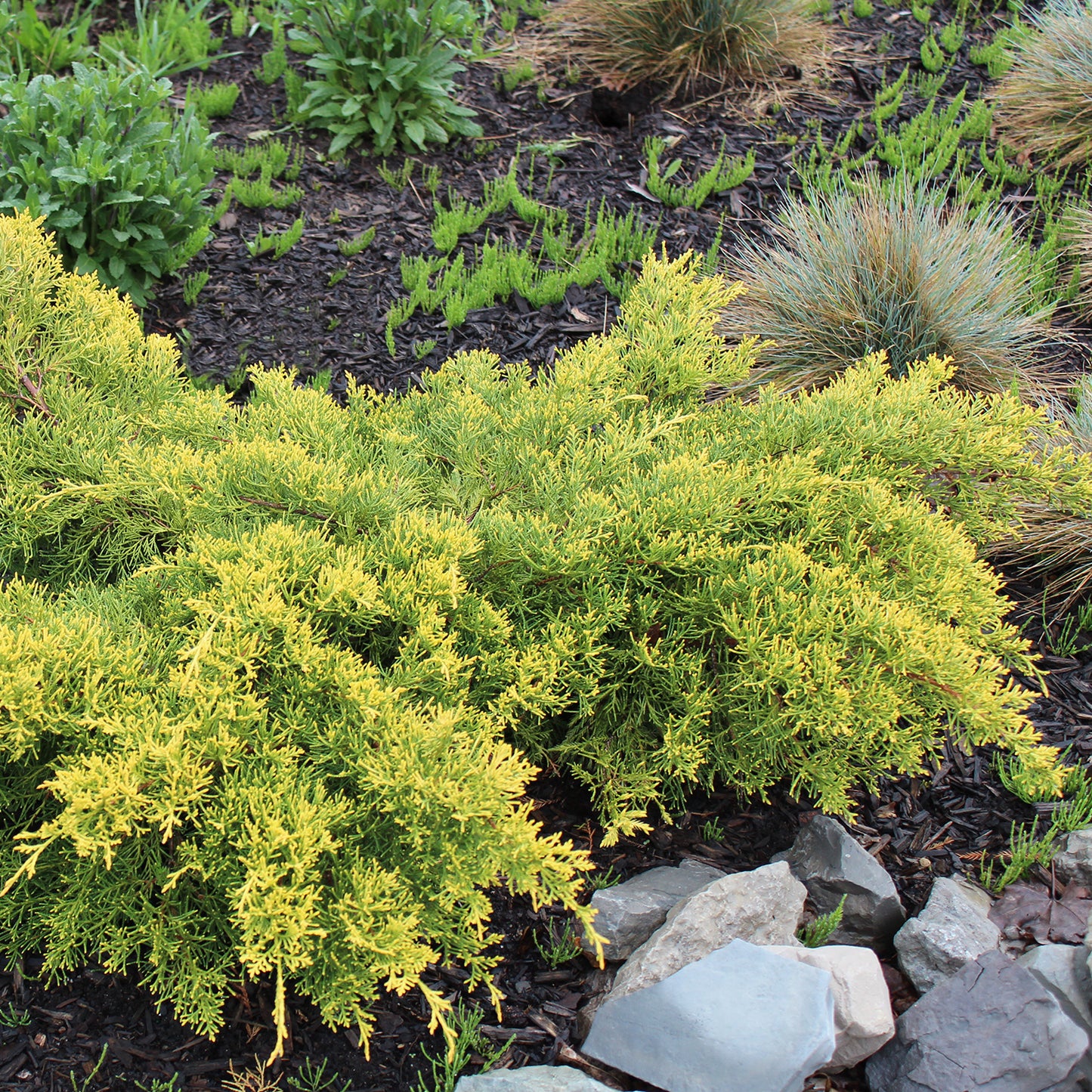 Gold Lace Juniper