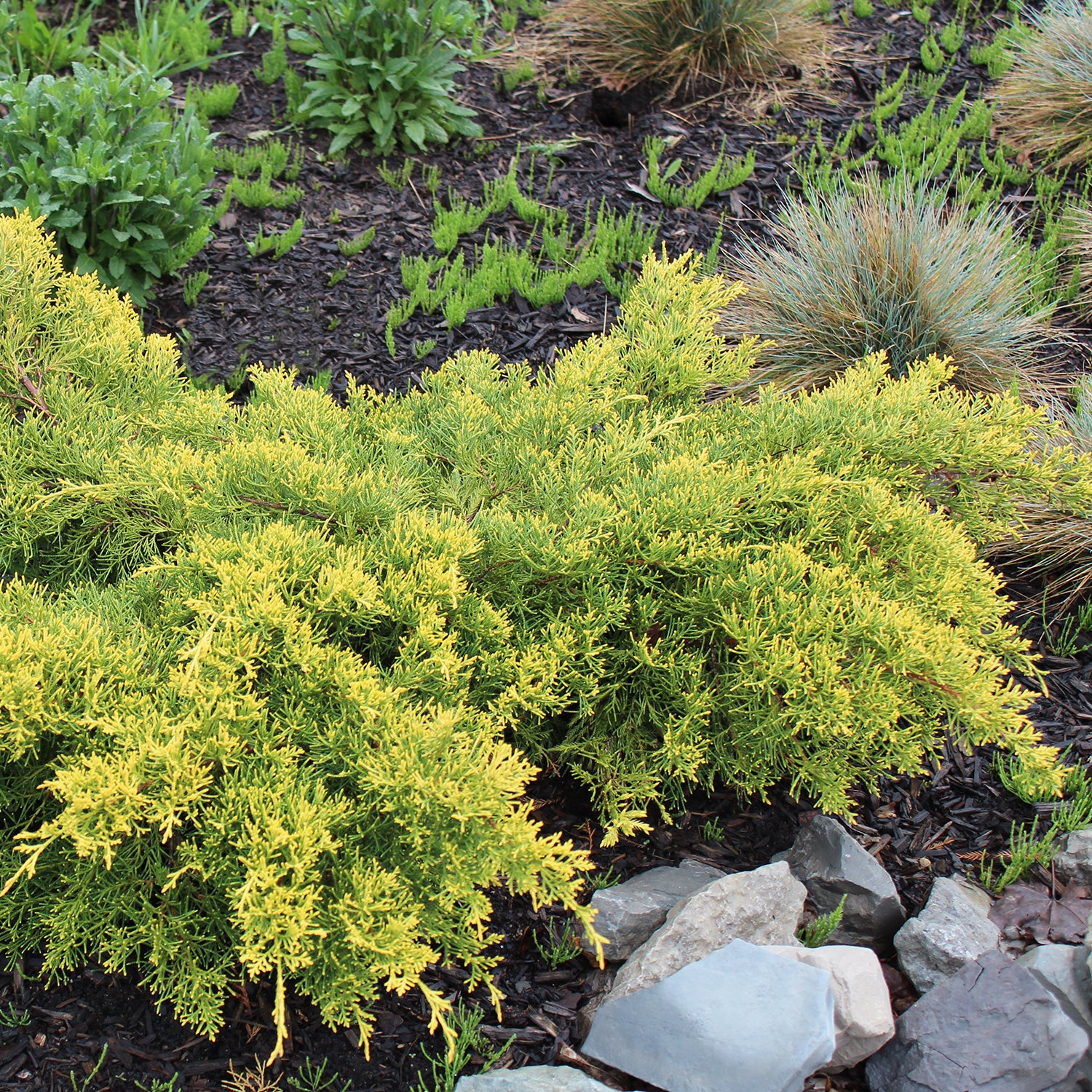 Gold Lace Juniper