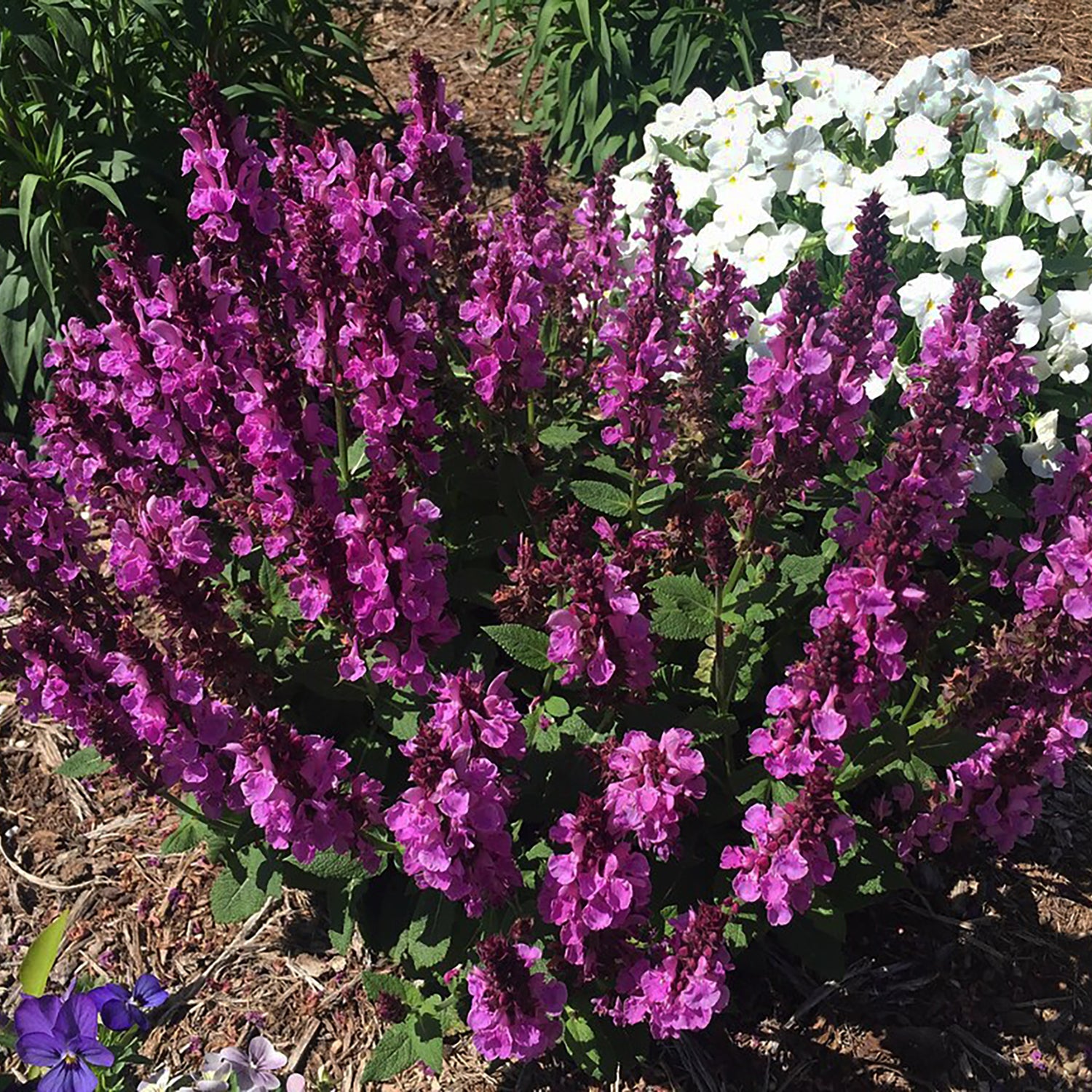 Rose Marvel Meadow Sage