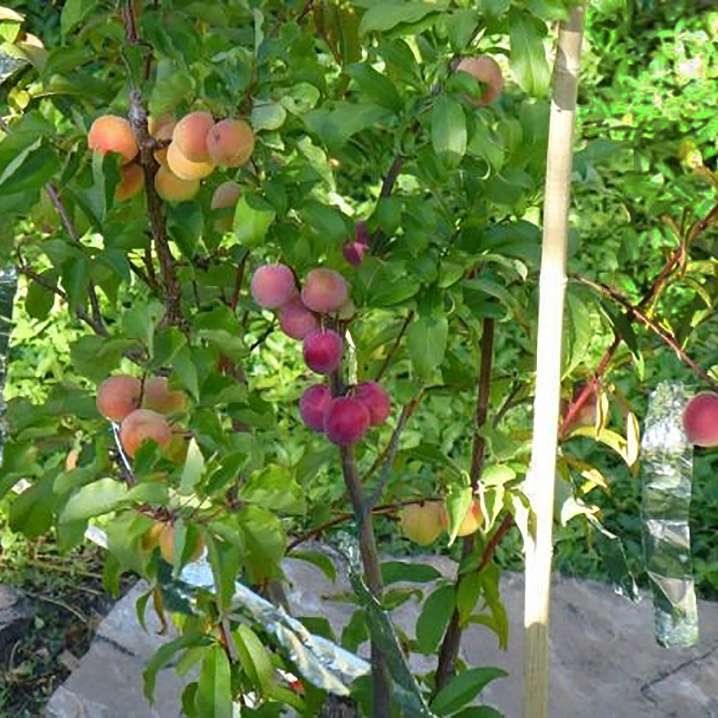 Cocktail Combination Prunus Tree