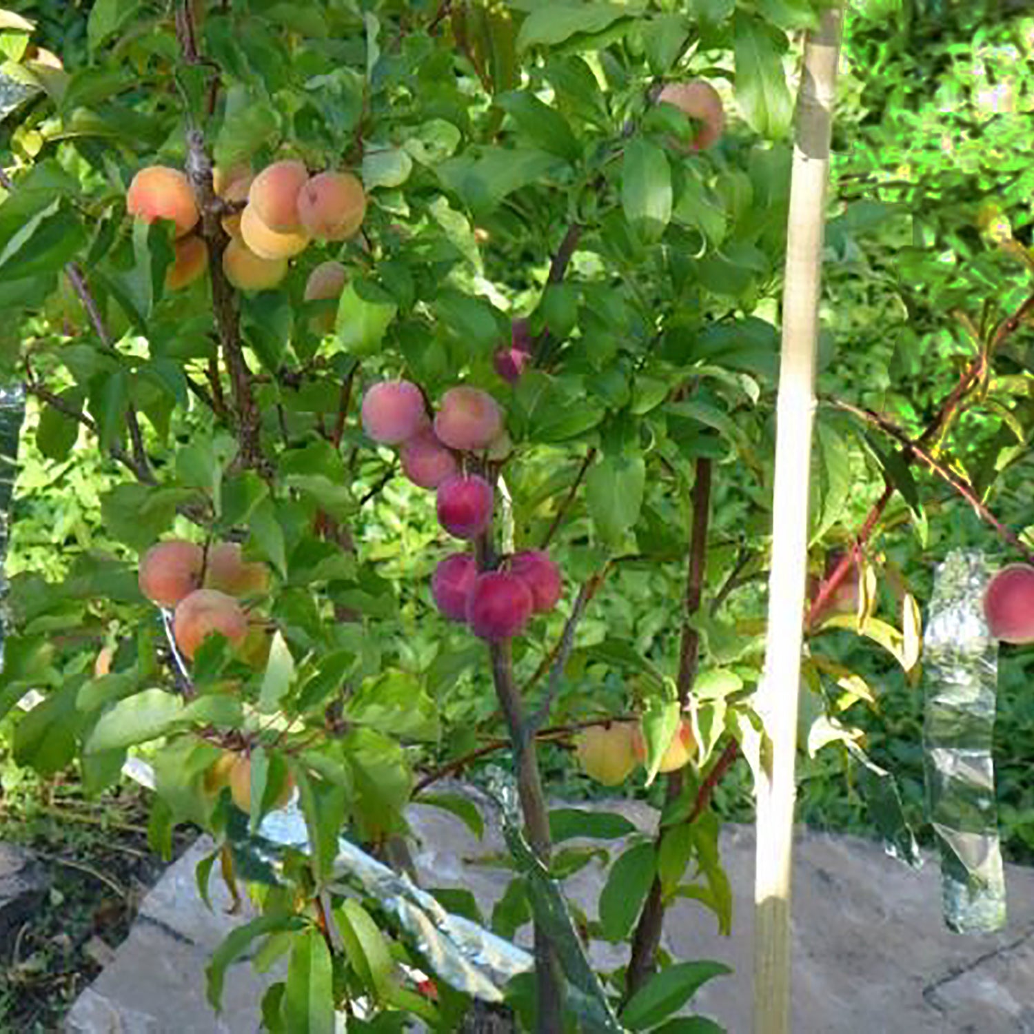 Cocktail Combination Prunus Tree