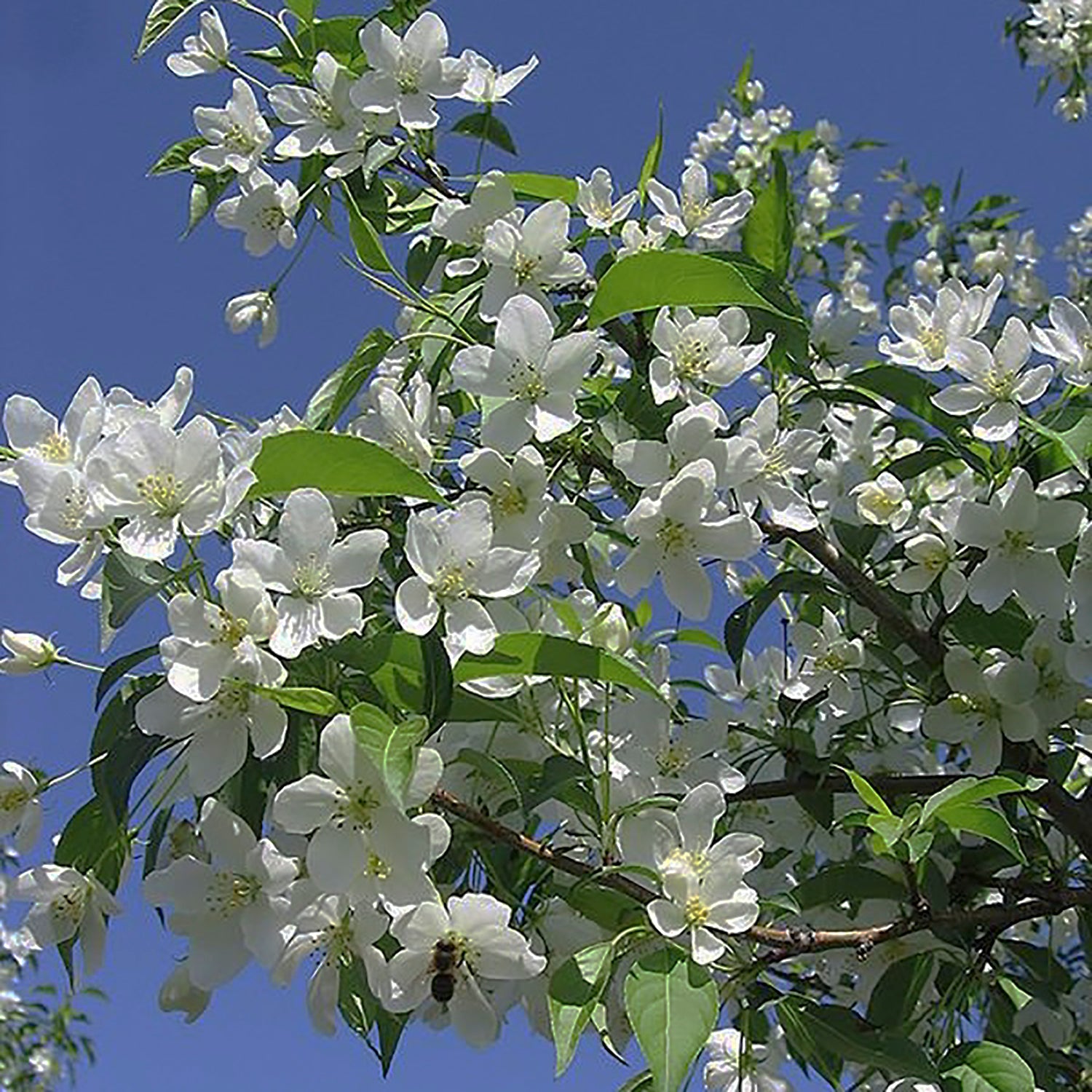 Starlite® Crabapple