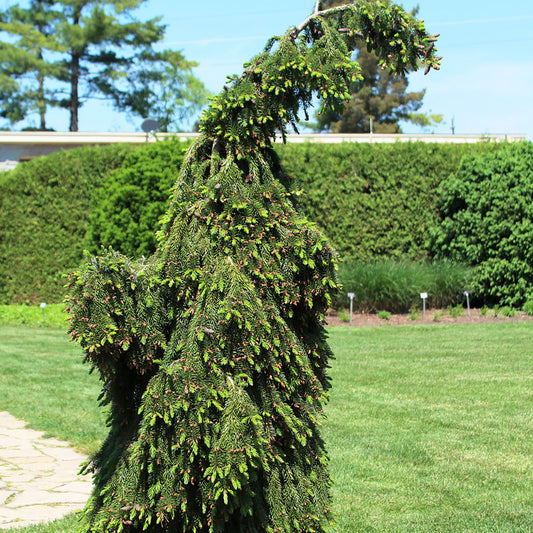 Bruns Weeping Serbian Spruce