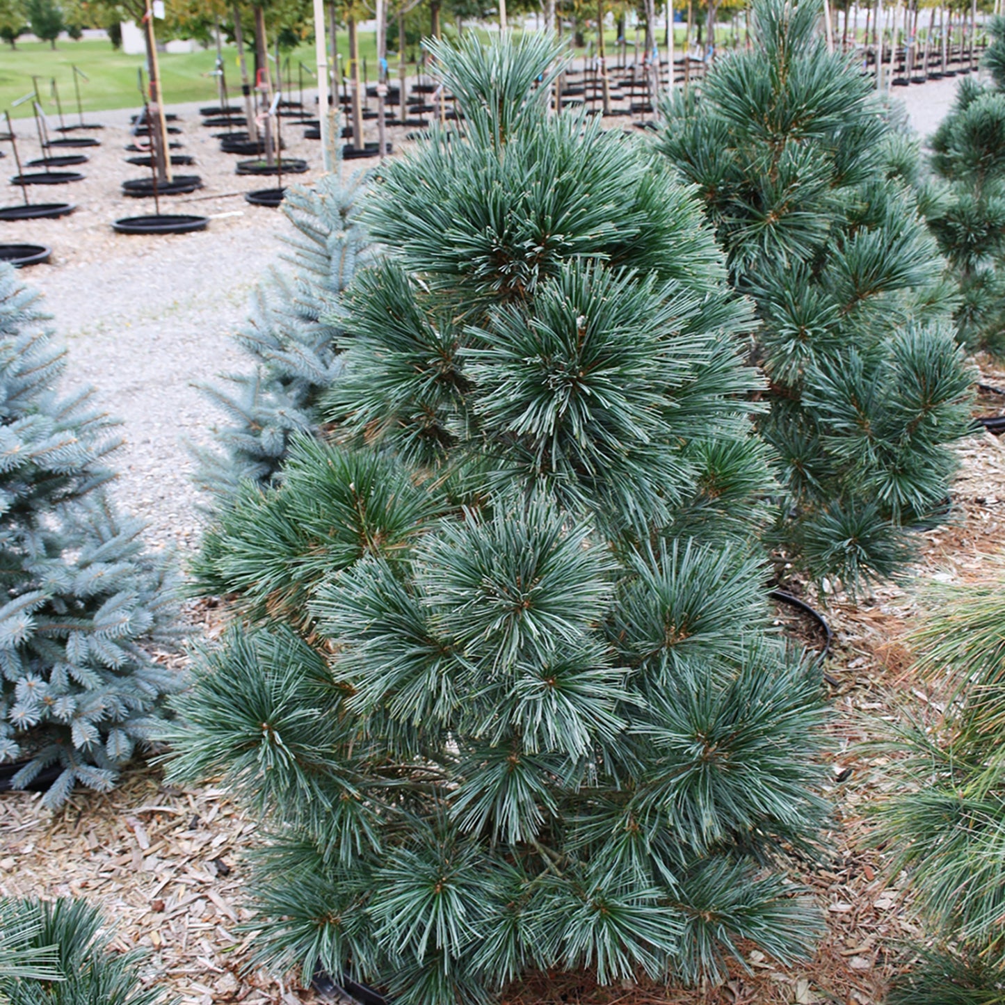 Vanderwolf's Pyramid Pine