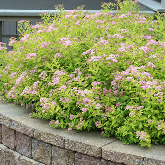 Gold Mound Spirea