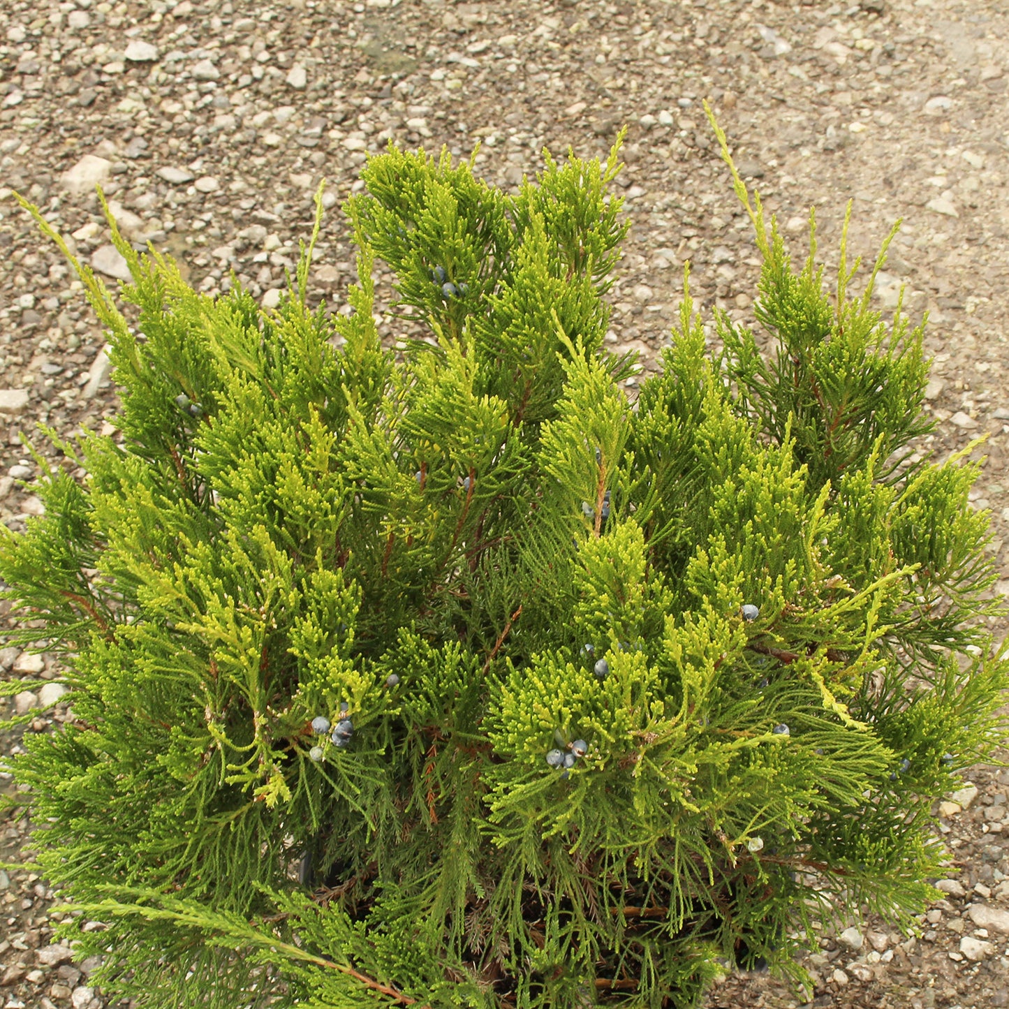 Mint Julep® Juniper