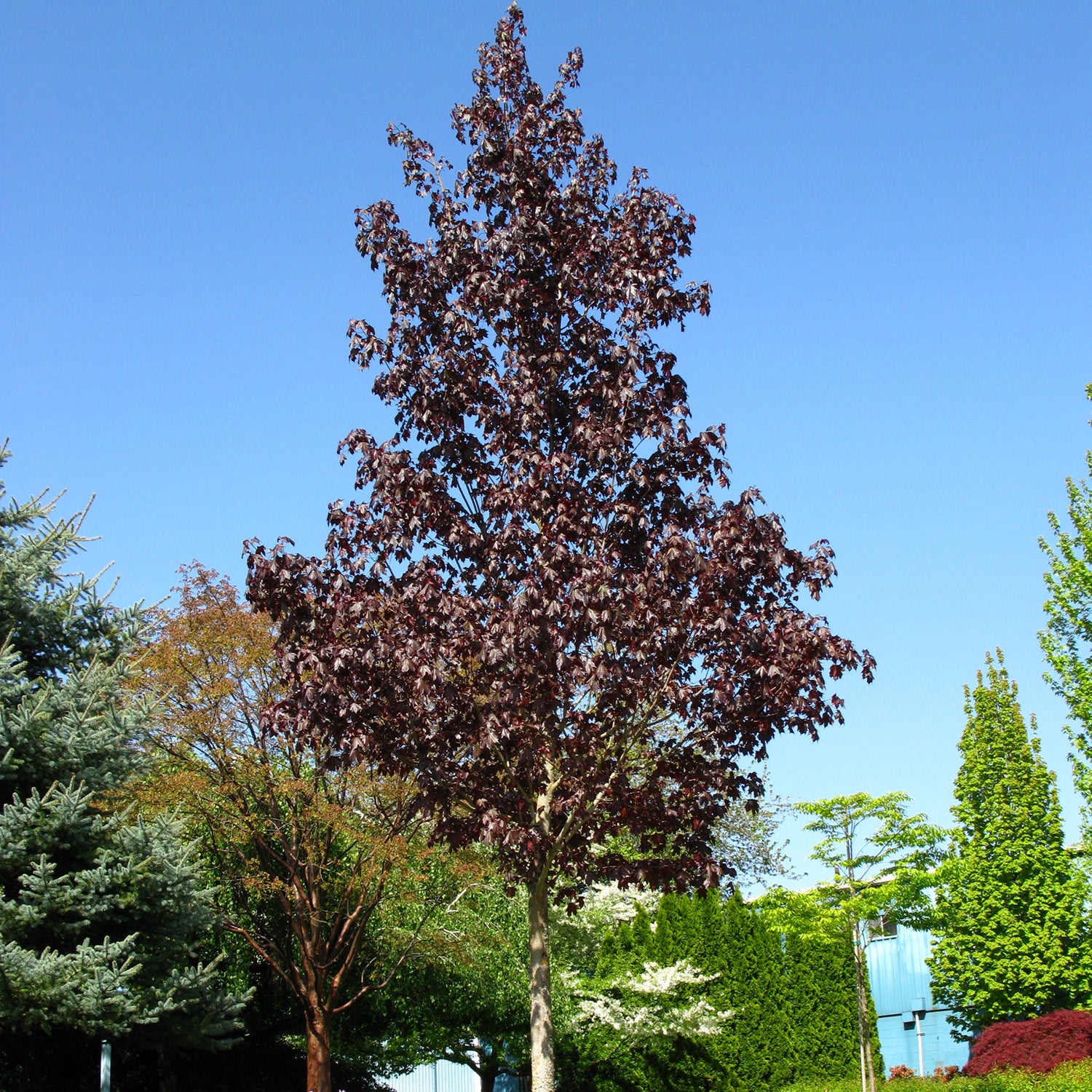 Crimson Sunset®  Maple