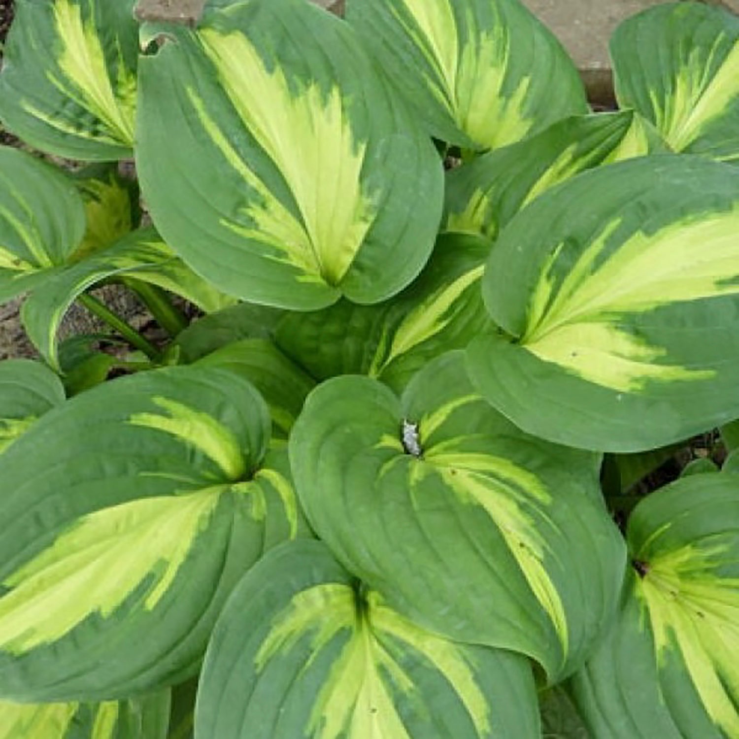 Emerald Charger Plantain Lily