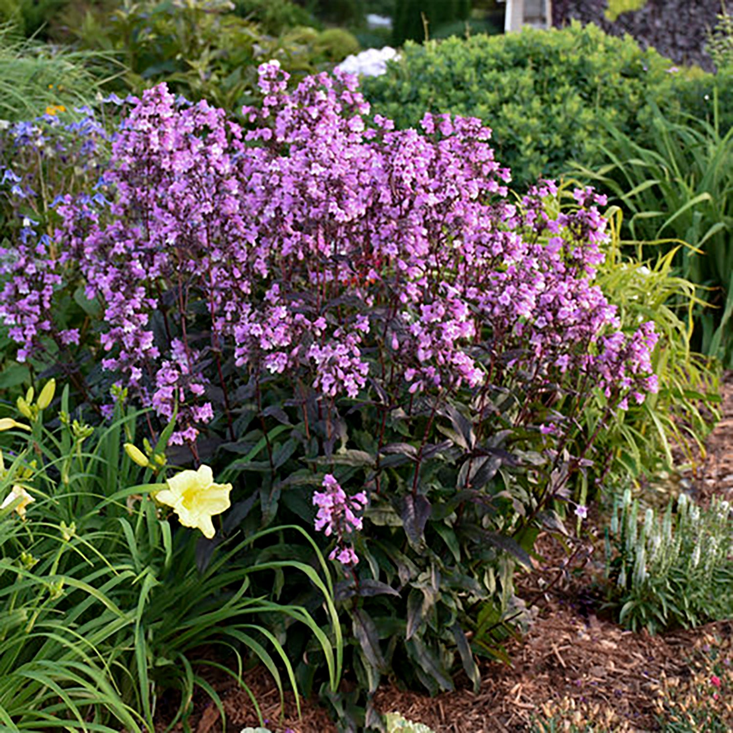 Midnight Masquerade Beardtongue
