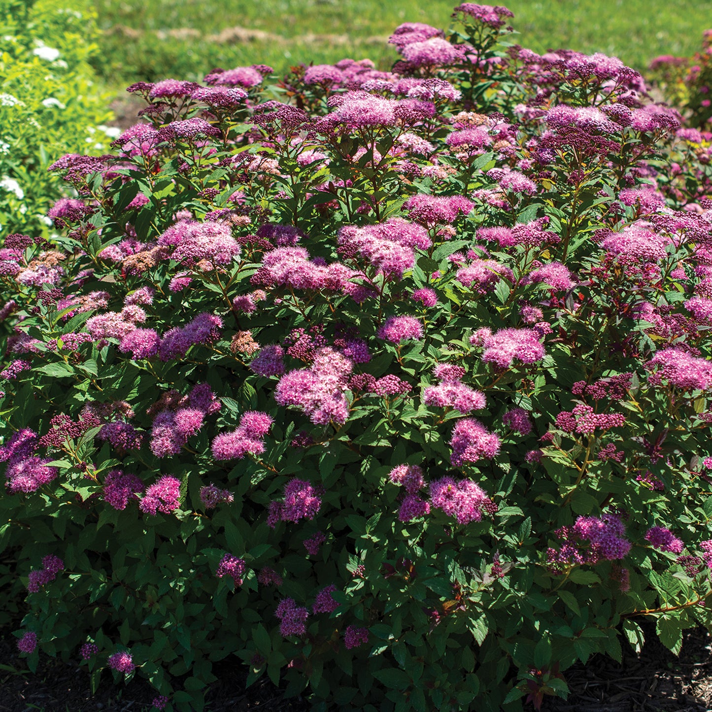 Ice Dragon Spirea