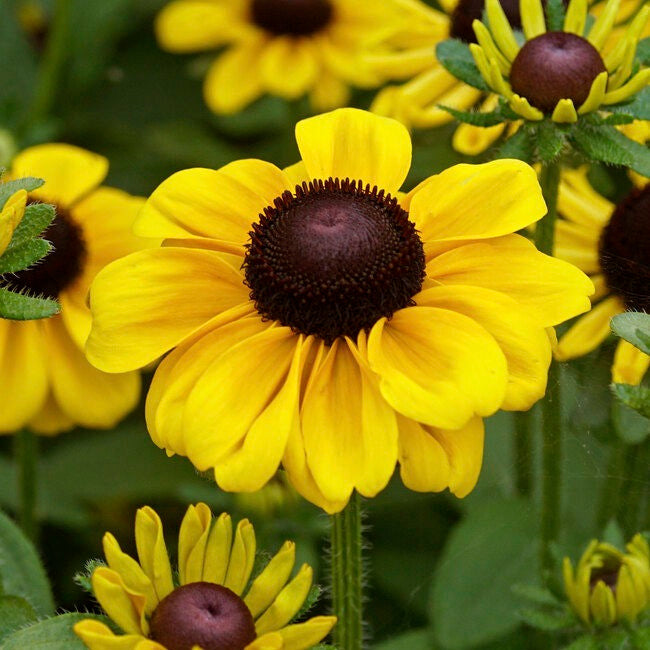 Toto Lemon Daisy