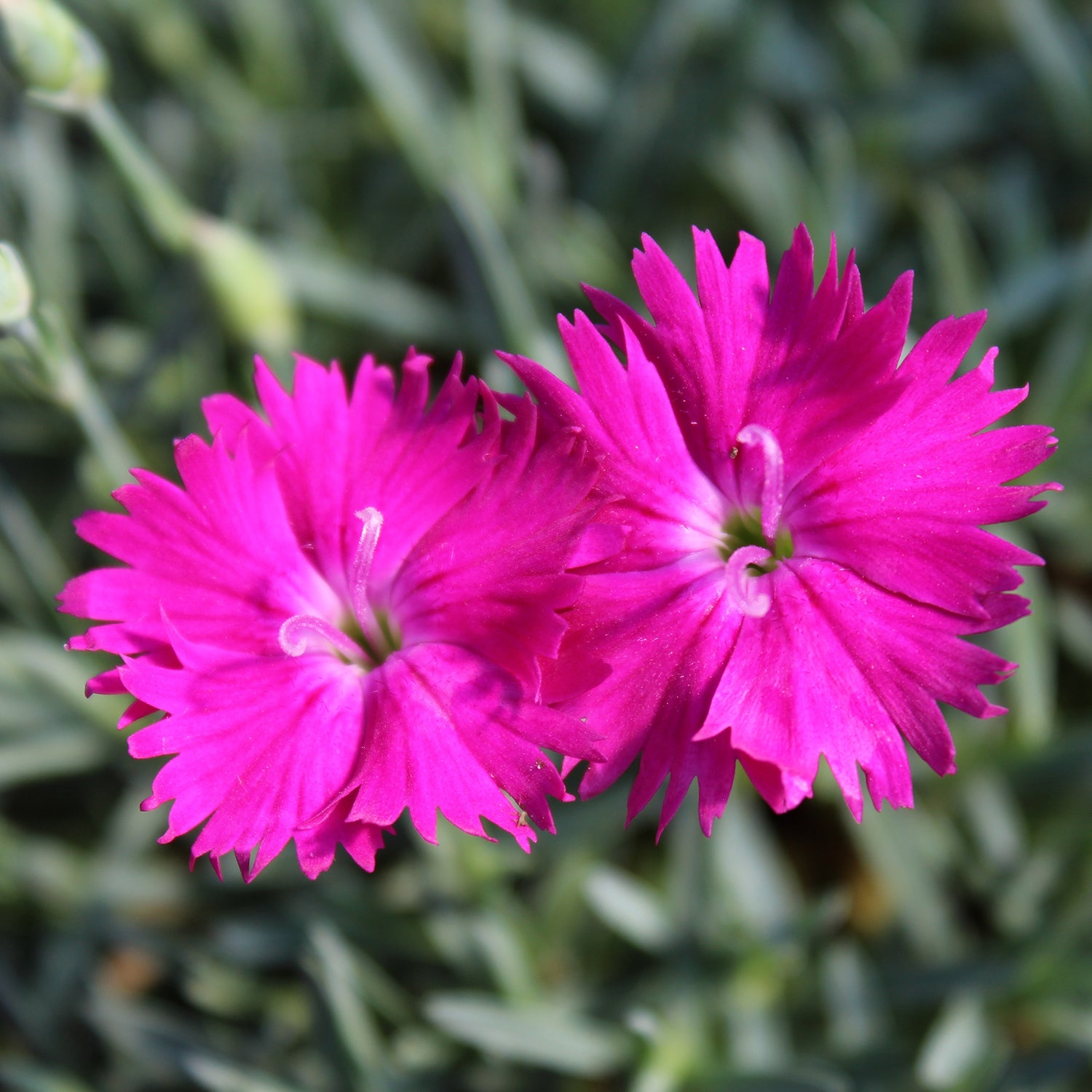 Neon Star Pinks