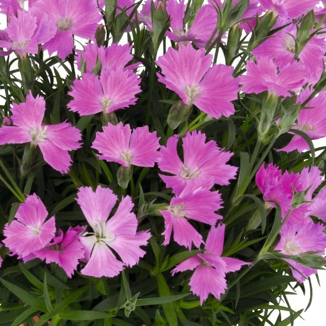 Rock Violet Pinks
