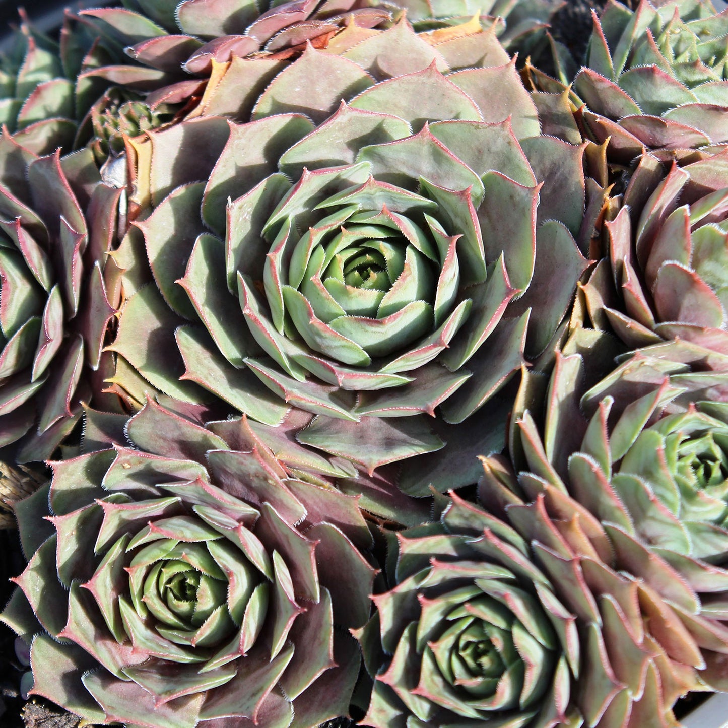 Purple Beauty Hens and Chicks