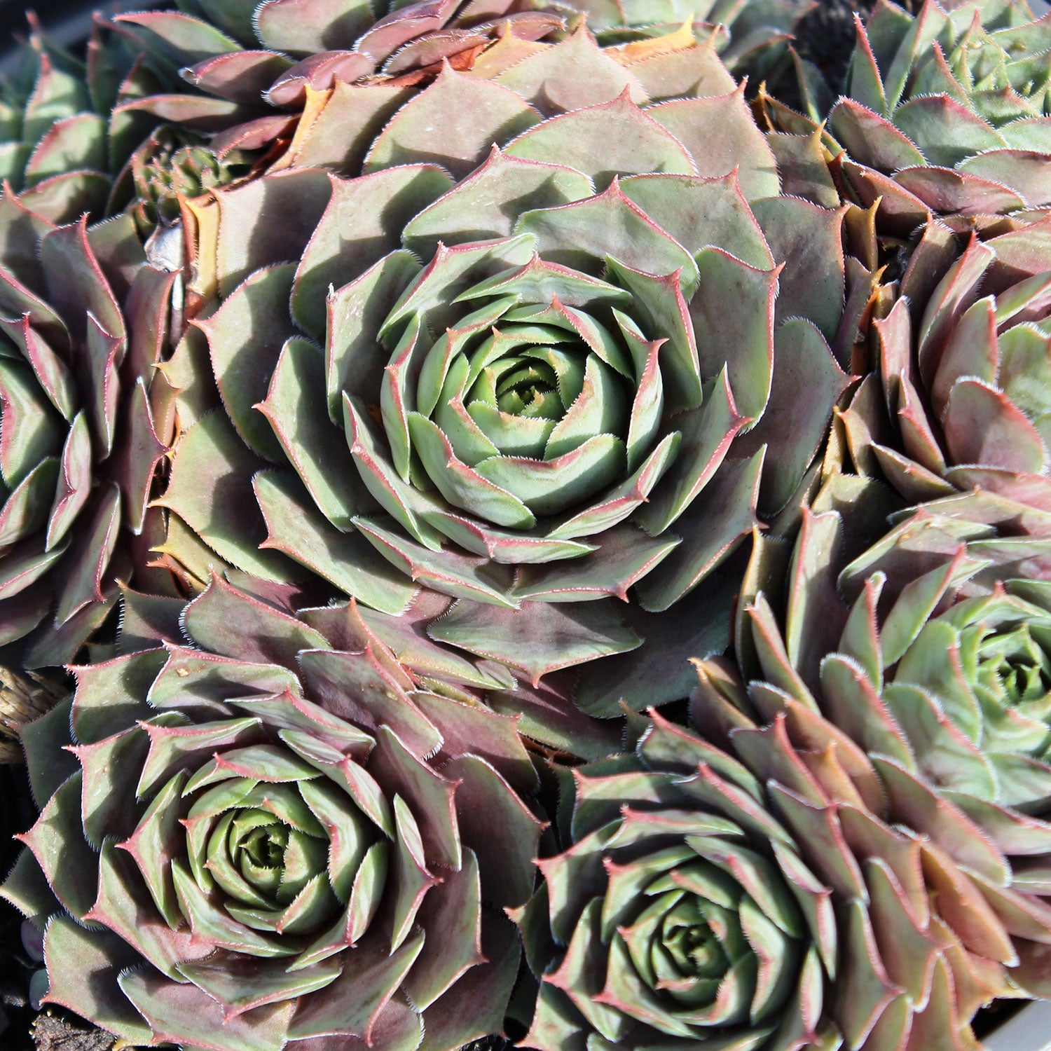 Purple Beauty Hens and Chicks