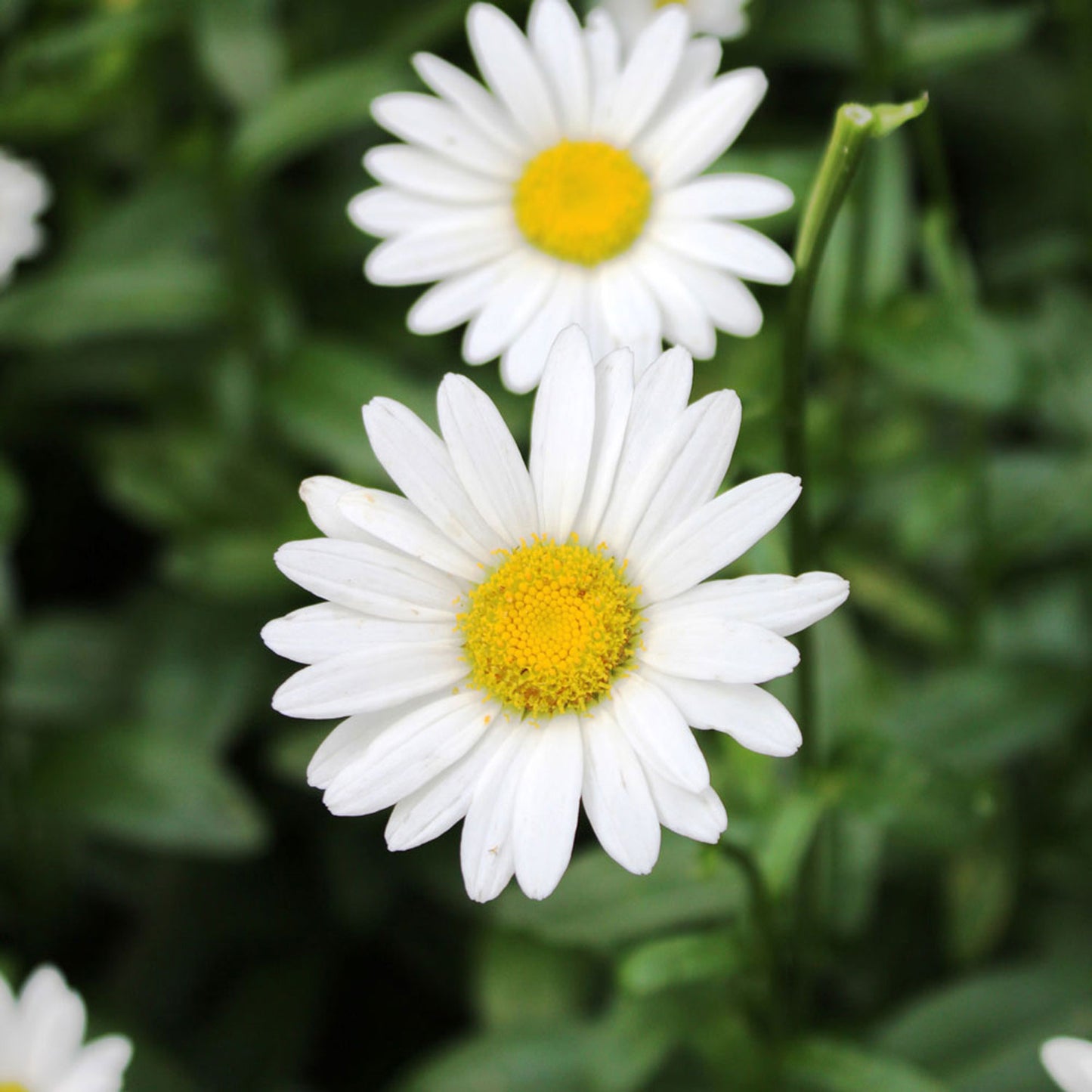 Becky Shasta Daisy