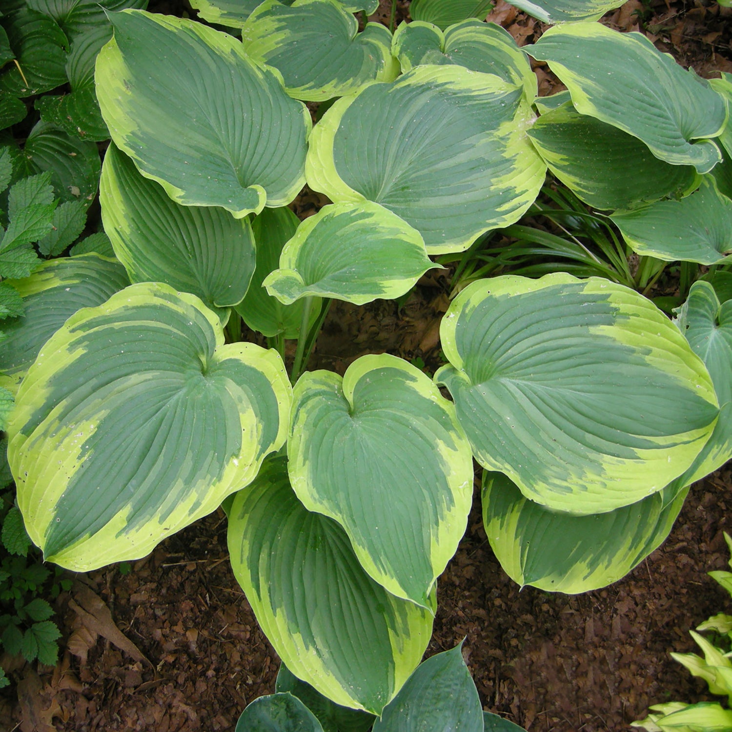 Earth Angel Plantain Lily