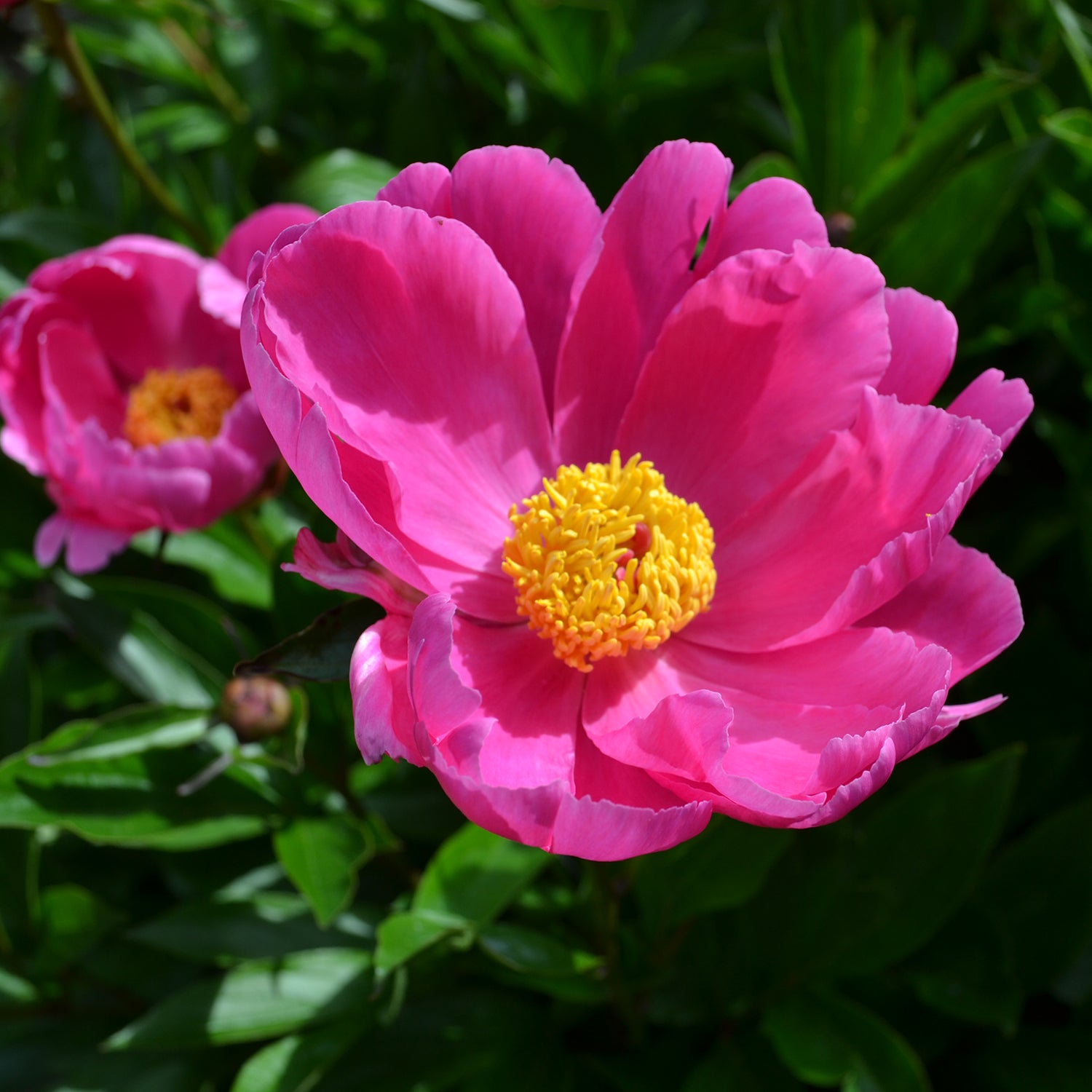 Kiev™ Patio Peony