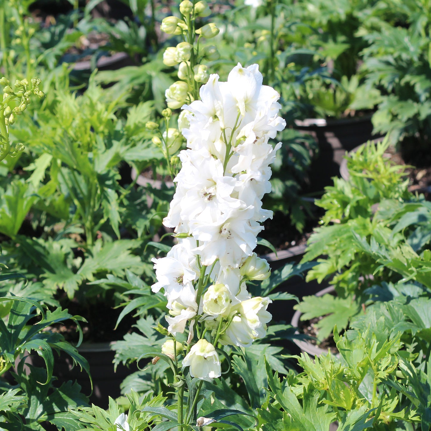 Guardian White Larkspur