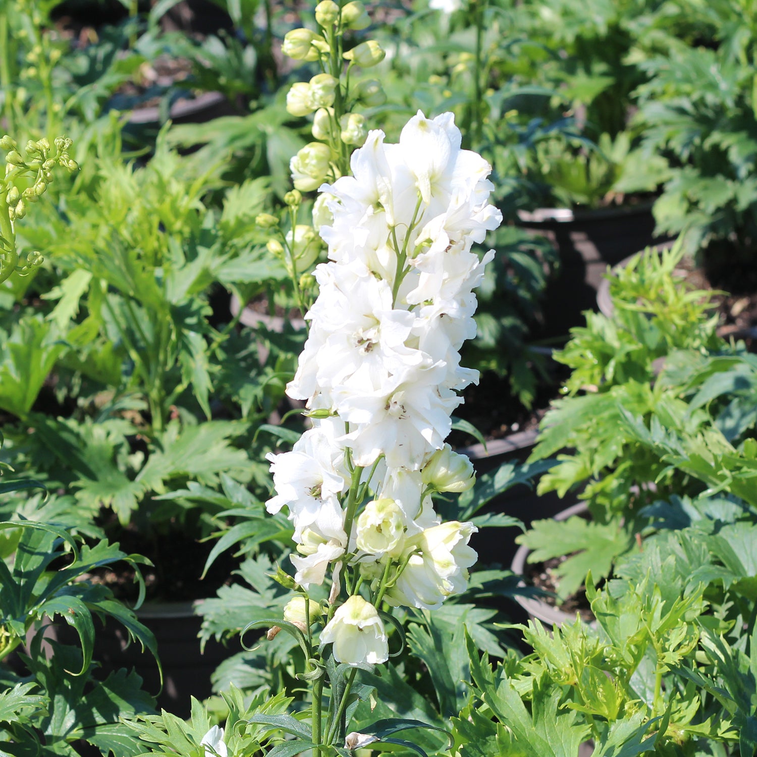 Guardian White Larkspur