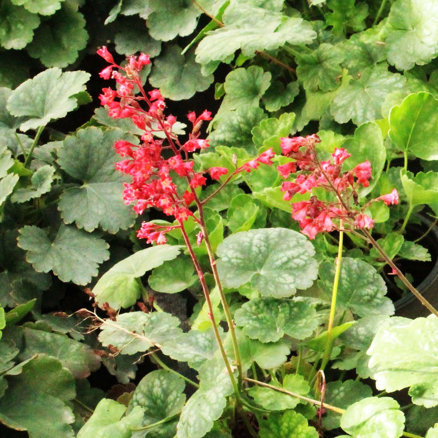 Bressingham Coral Bells