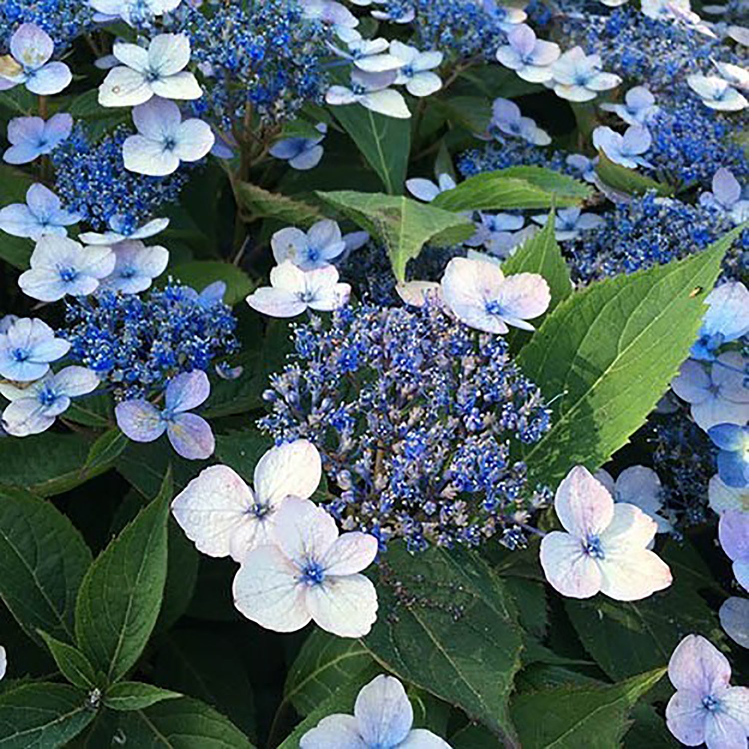 Magic Pillow Hydrangea