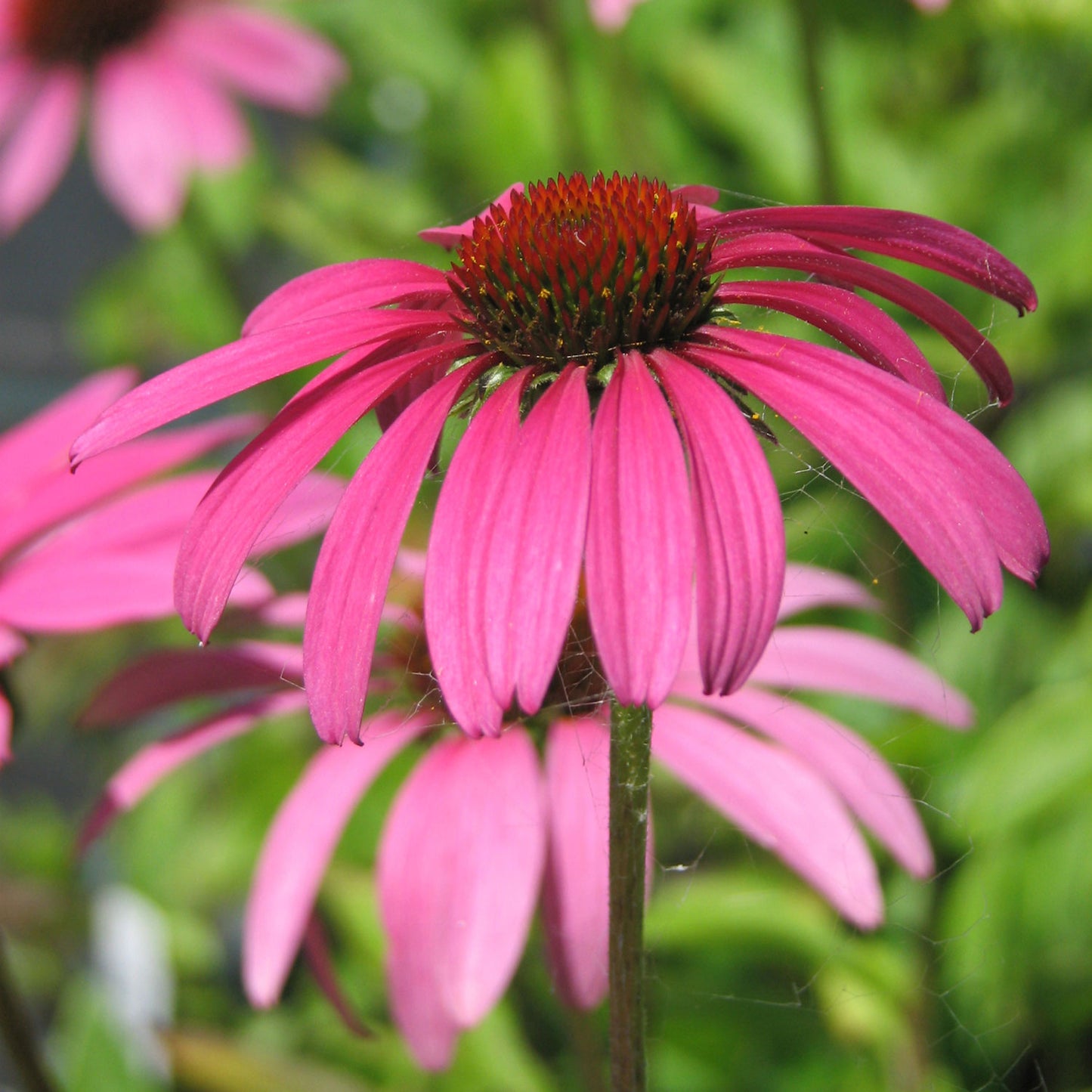 Ruby Star Coneflower