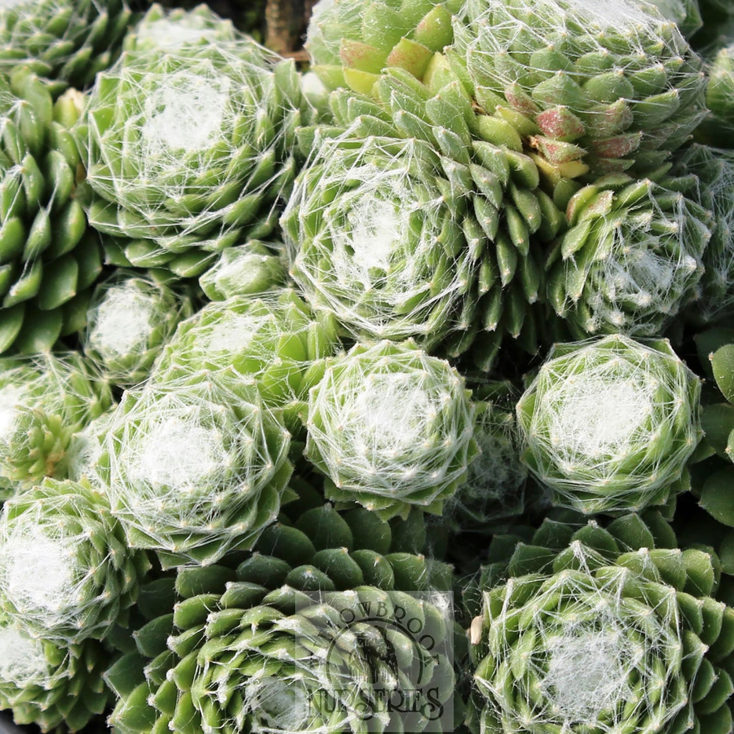 Cobweb Hens and Chicks