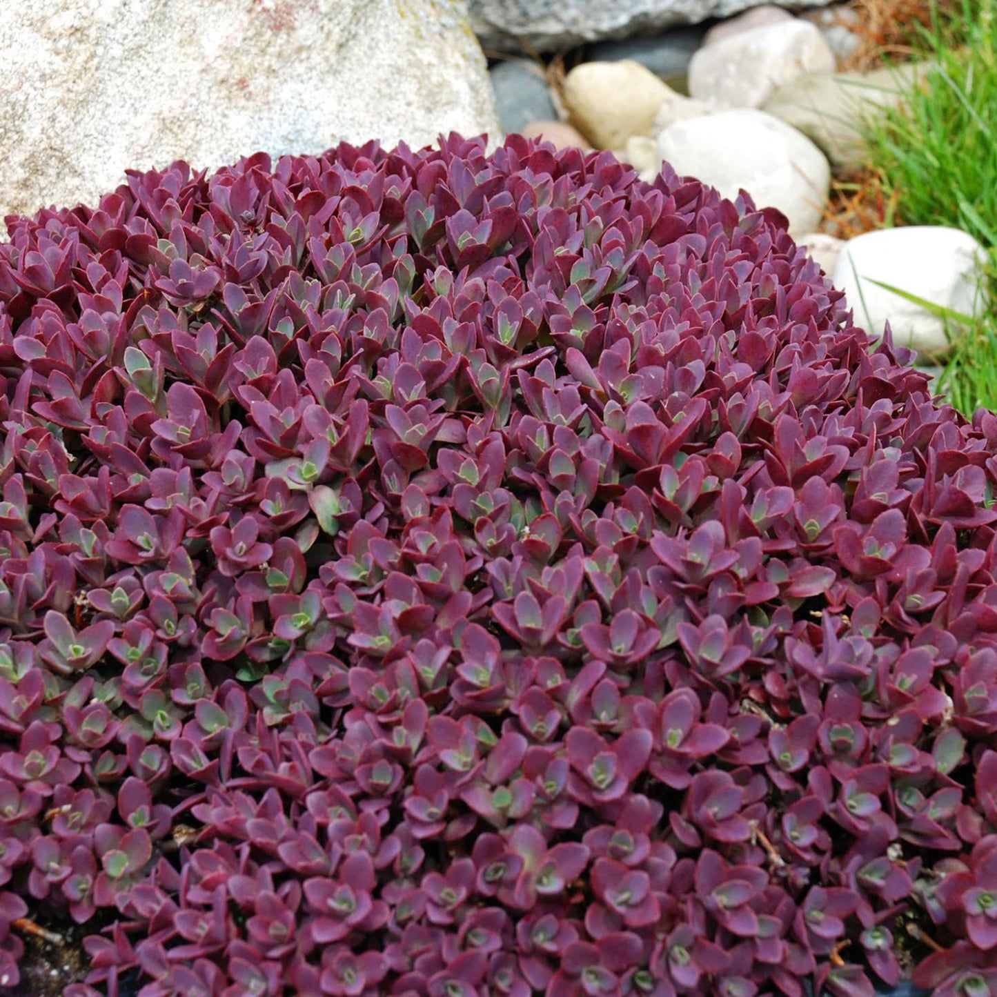 Firecracker Stonecrop