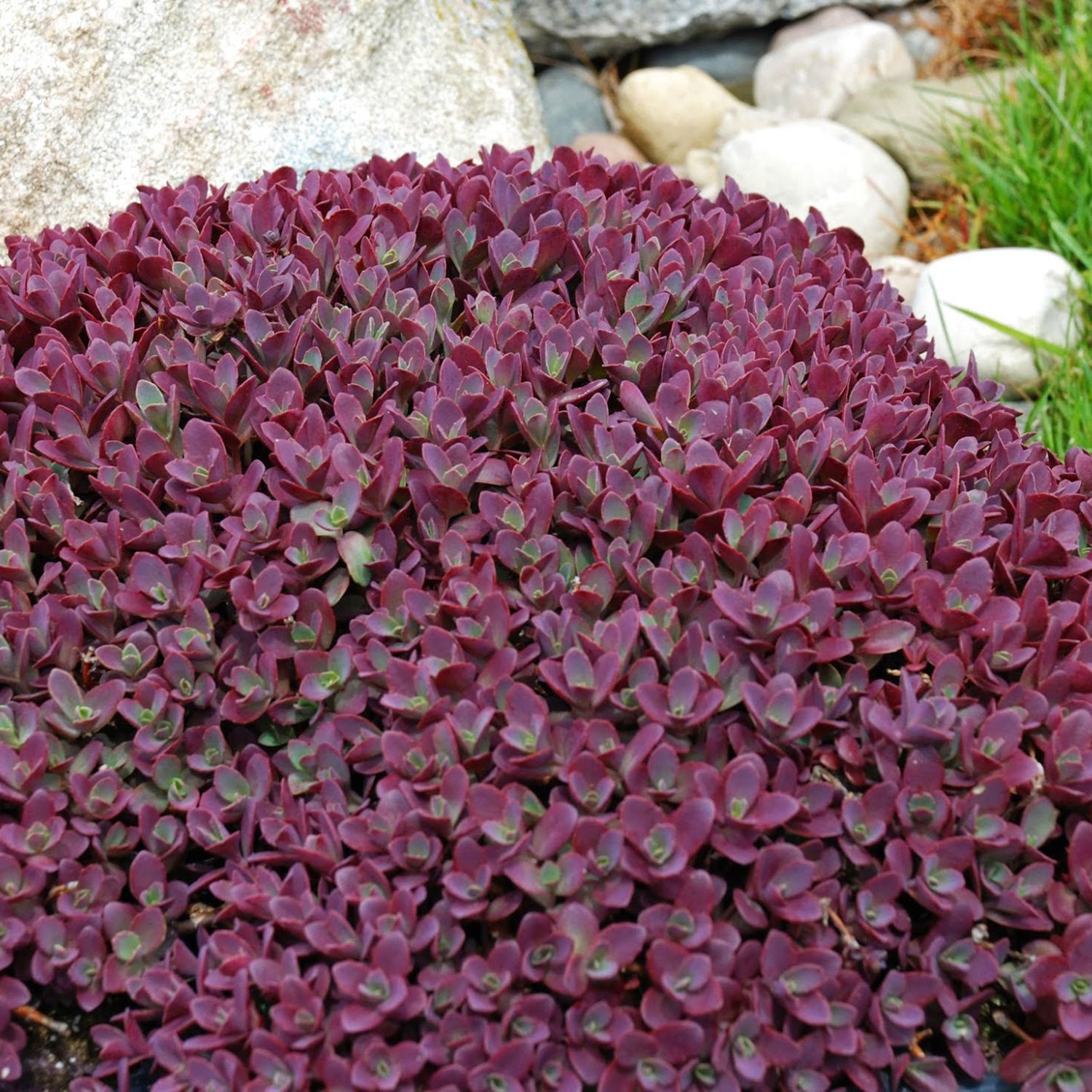 Firecracker Stonecrop